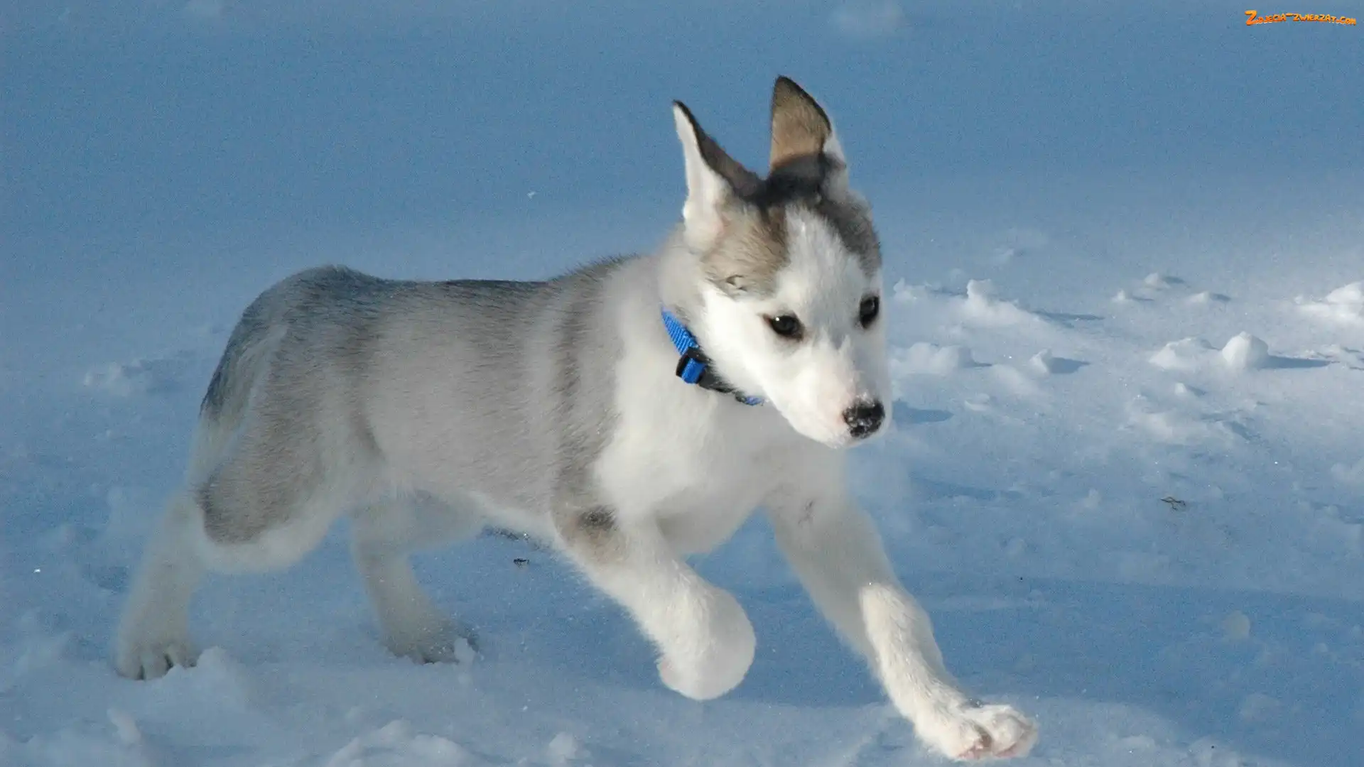 Szczeniak, Siberian Husky, Piesek, Śnieg