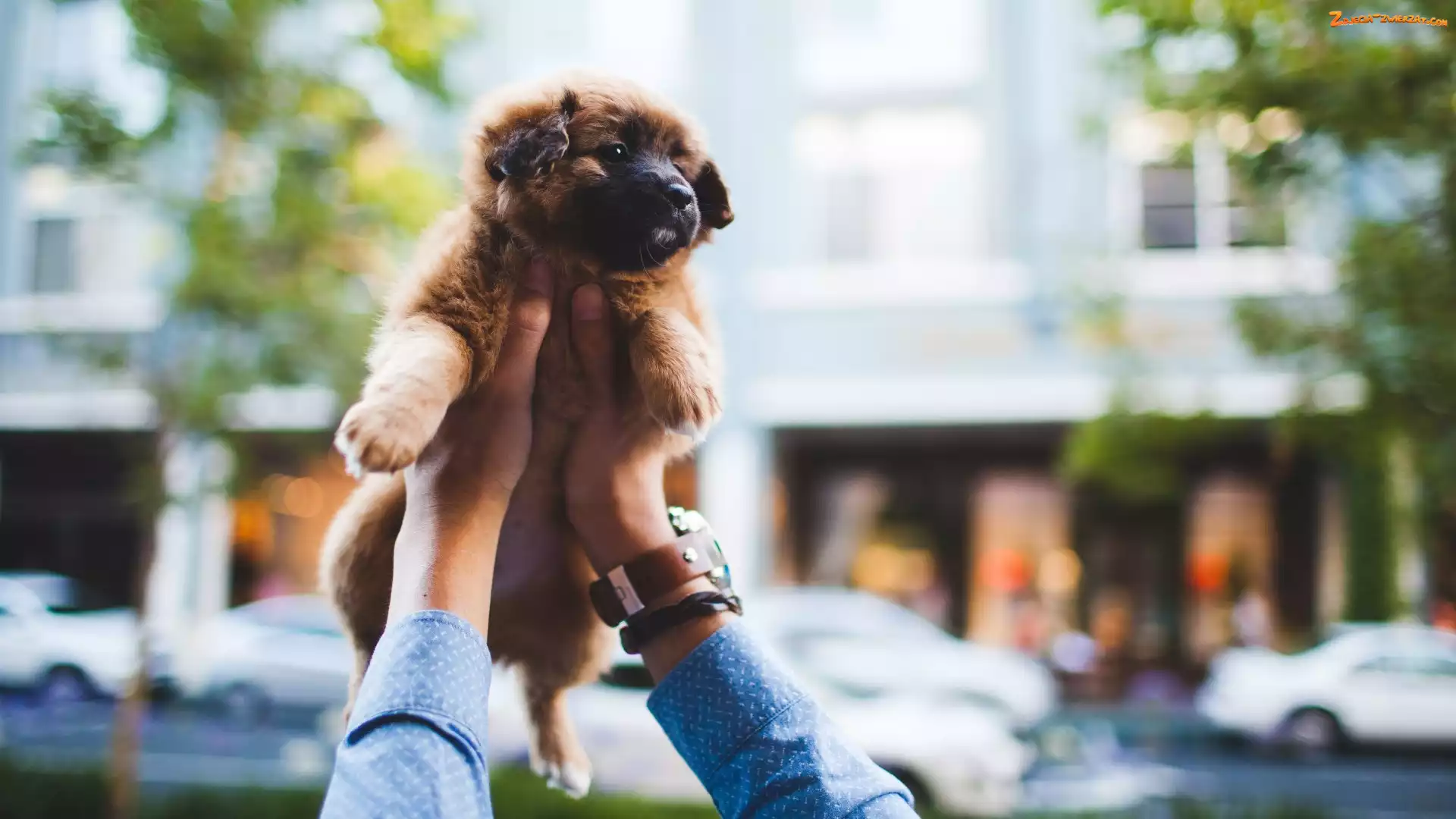 Ręce, Szczeniak, Leonberger