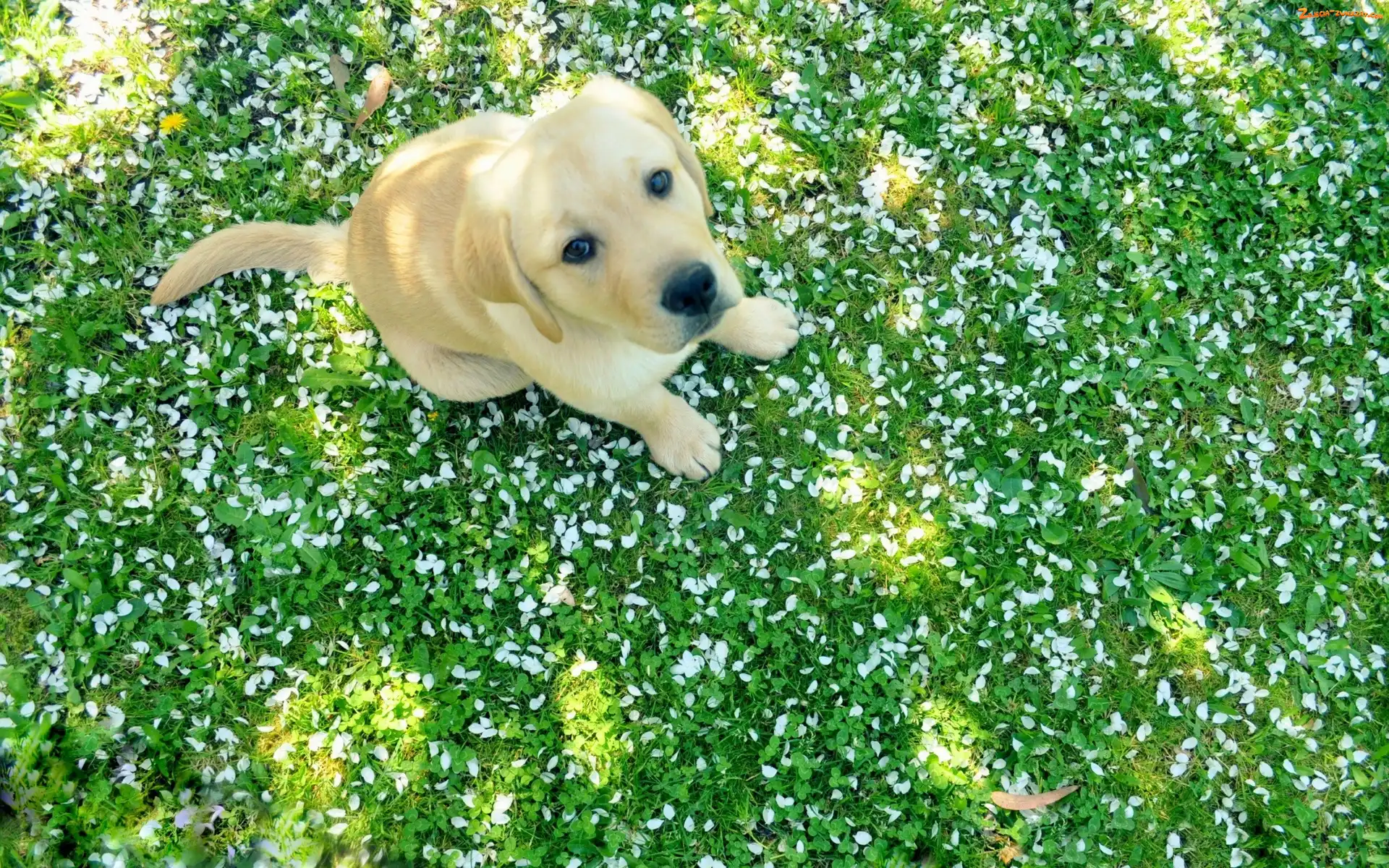 Retriever, Szczeniak, Labrador