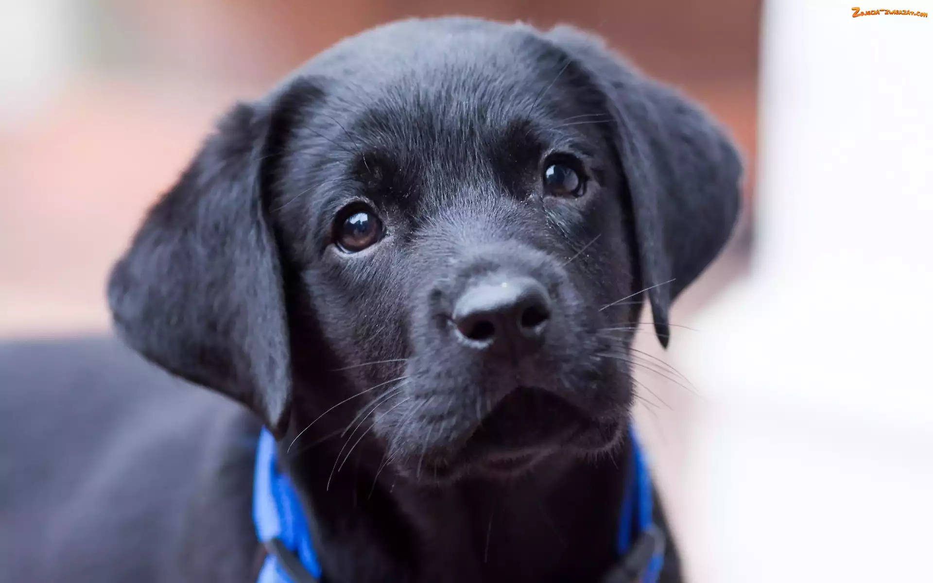 Szczeniak, Labrador retriever, Czarny