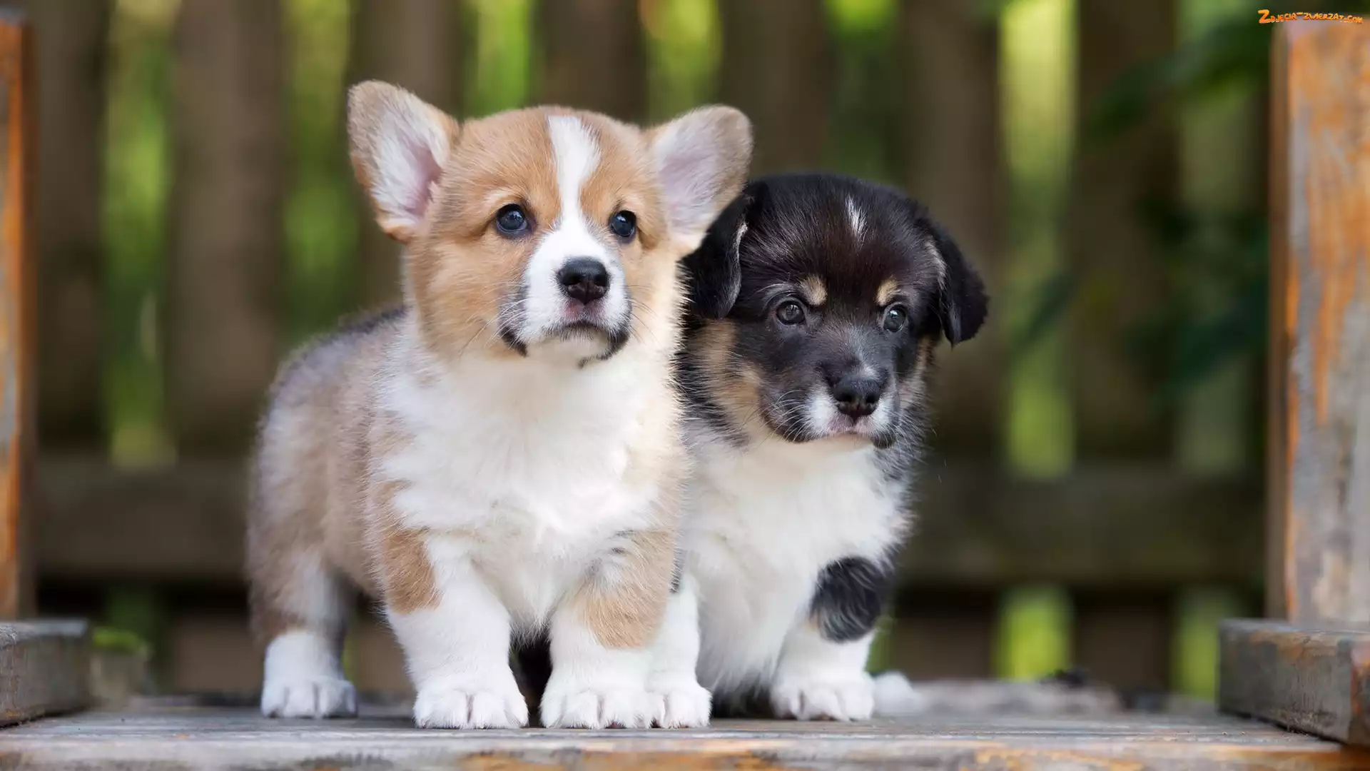 Welsh corgi cardigan, Welsh corgi pembroke, Psy, Dwa, Szczeniaki