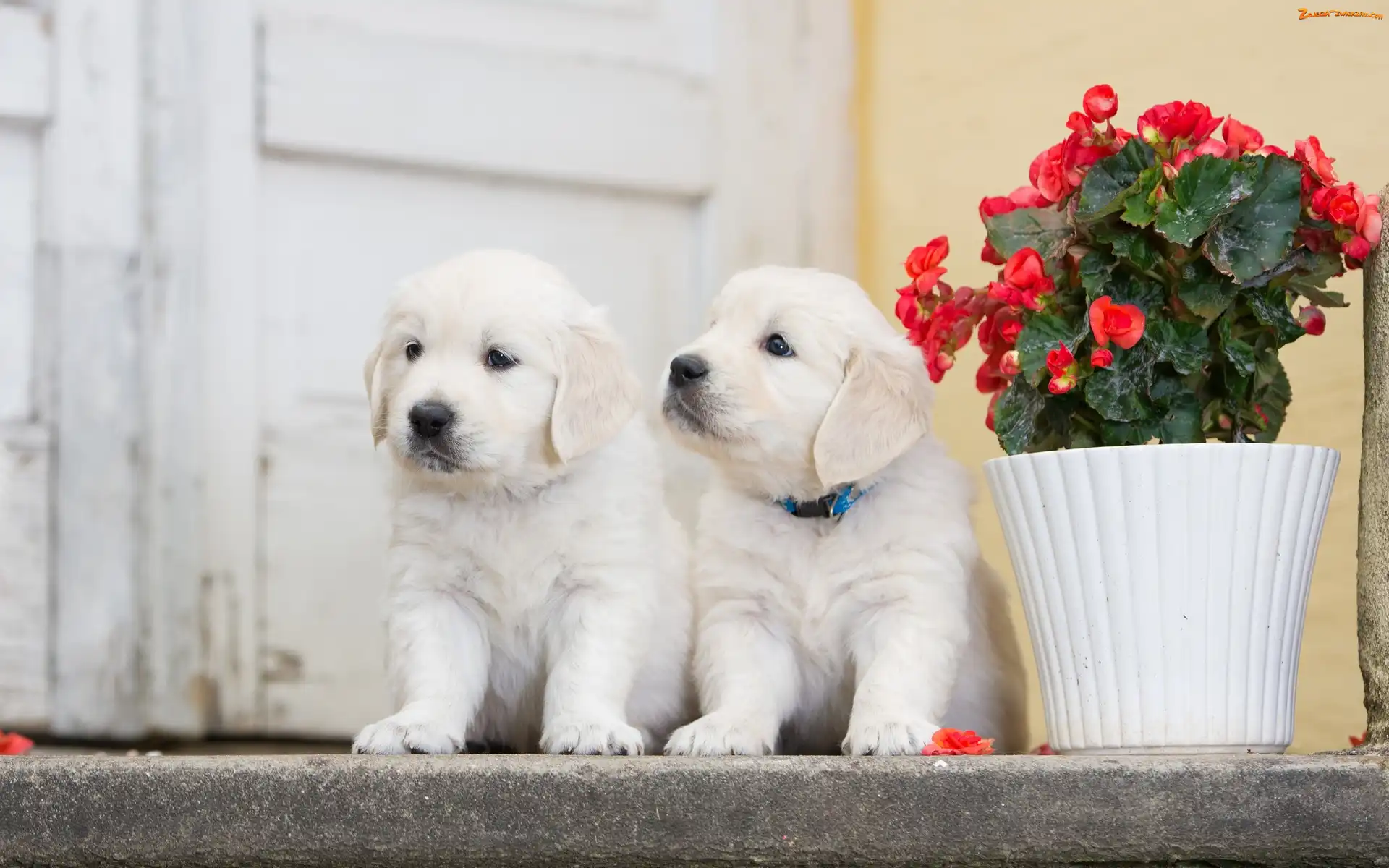 Szczeniaki, Pelargonia, Pieski, Golden retriever