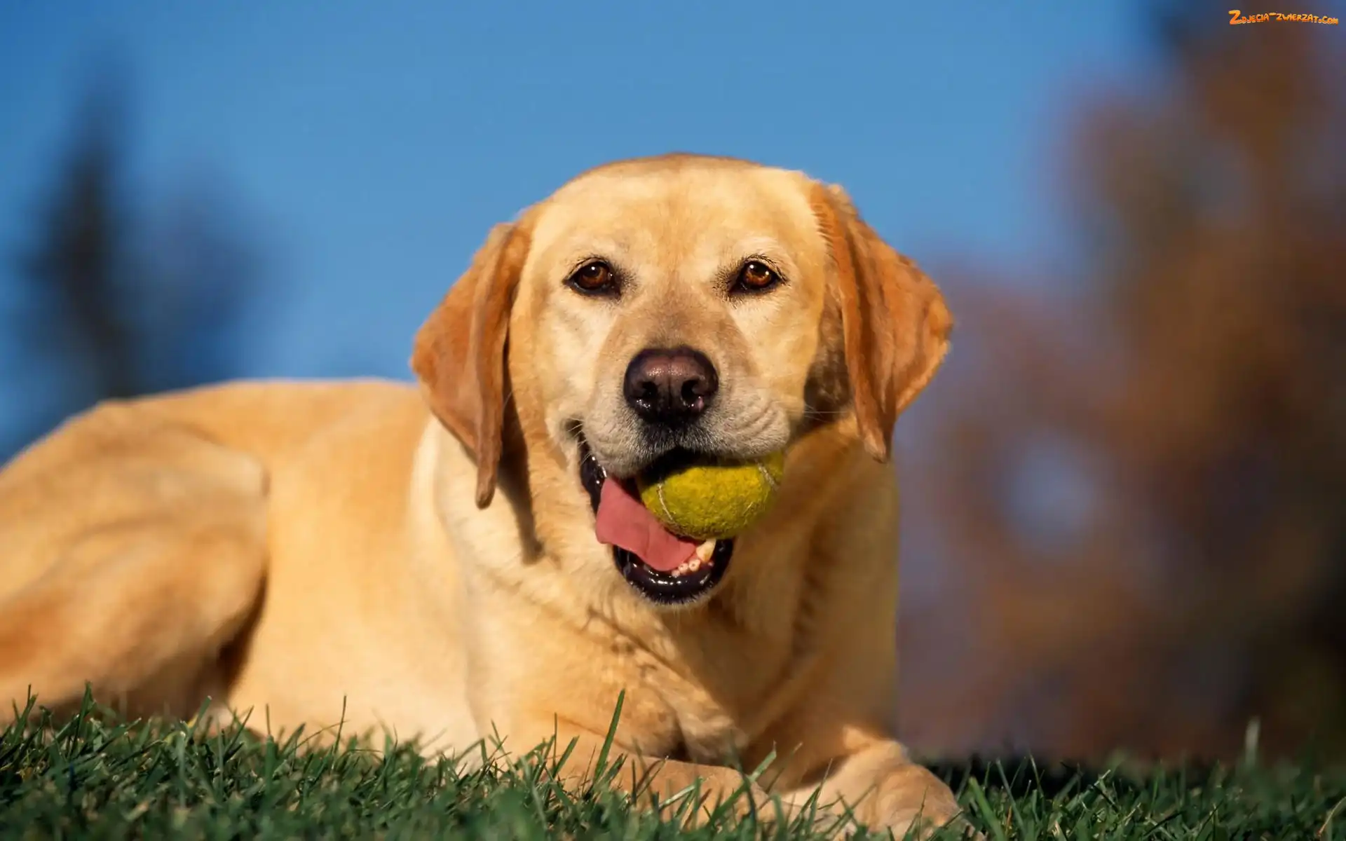 Piłeczka, Szczęśliwy, Retriever