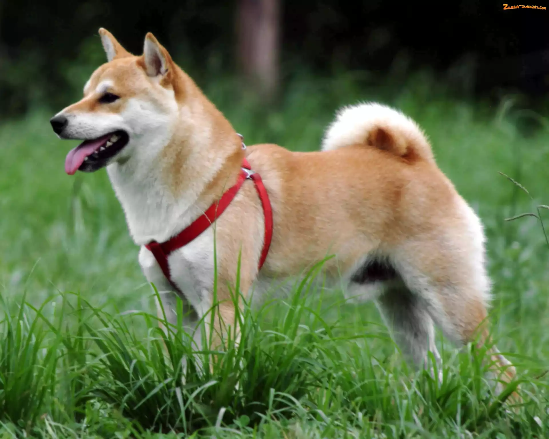 szelki, Shiba inu, czerwone