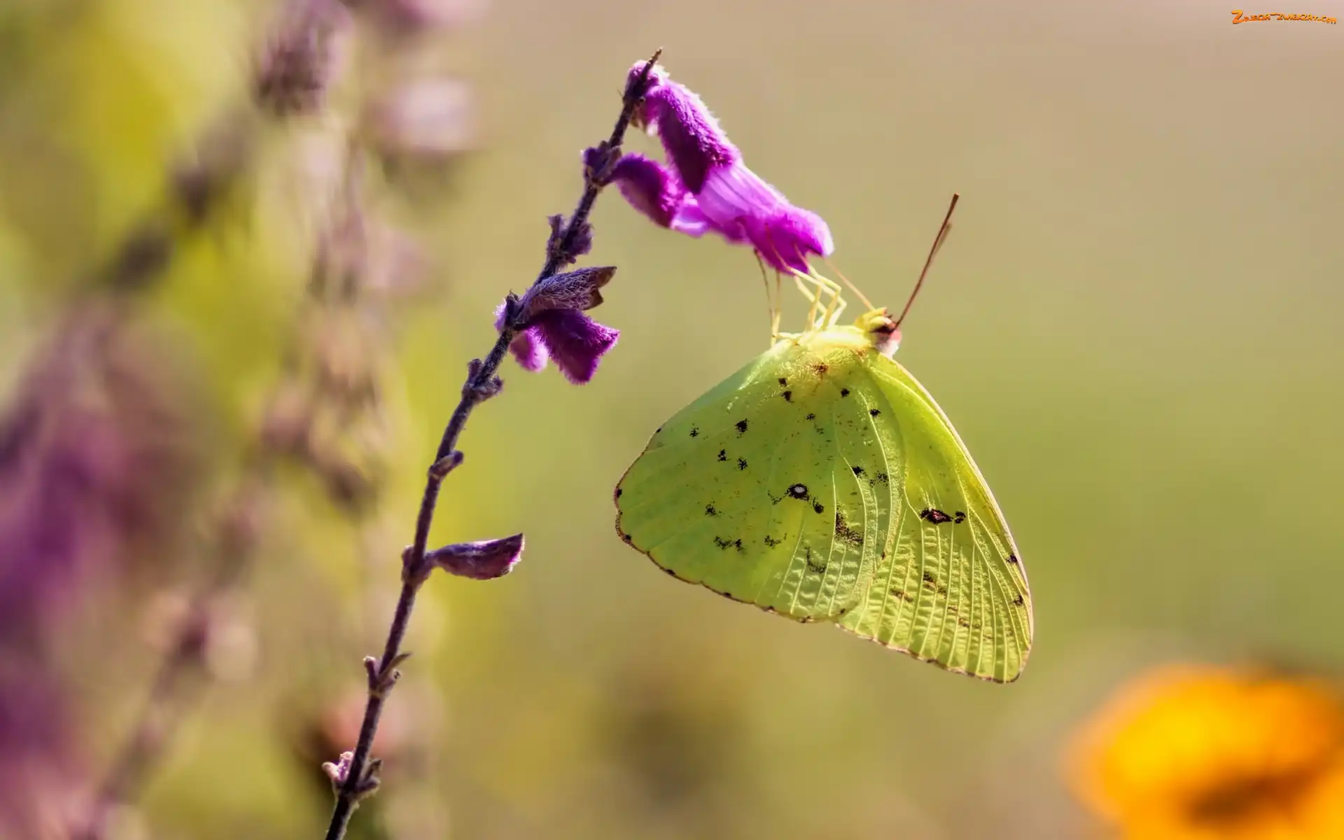 Szlaczkoń, Żółty, Zbliżenie, Kwiat, Motyl, Fioletowy