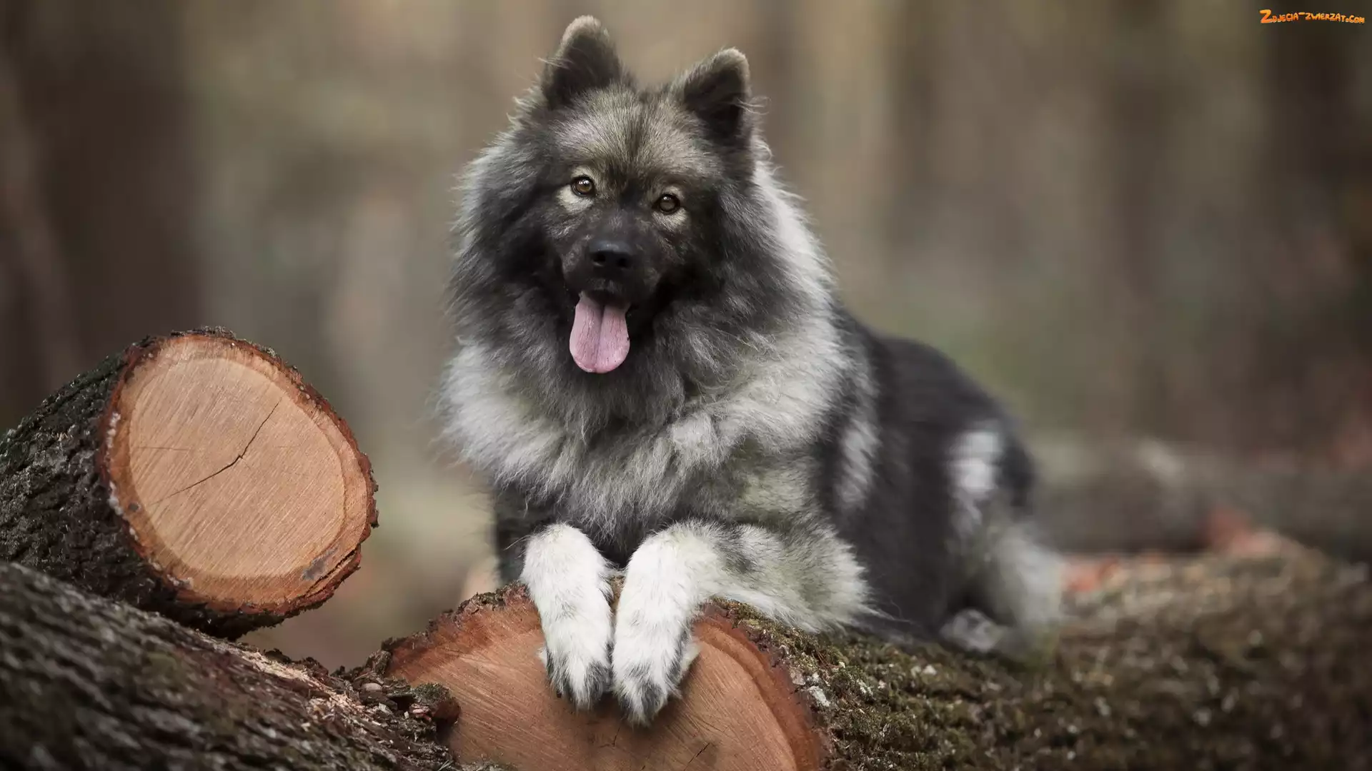 Szpic eurasier, Drewno, Pies, Kłody