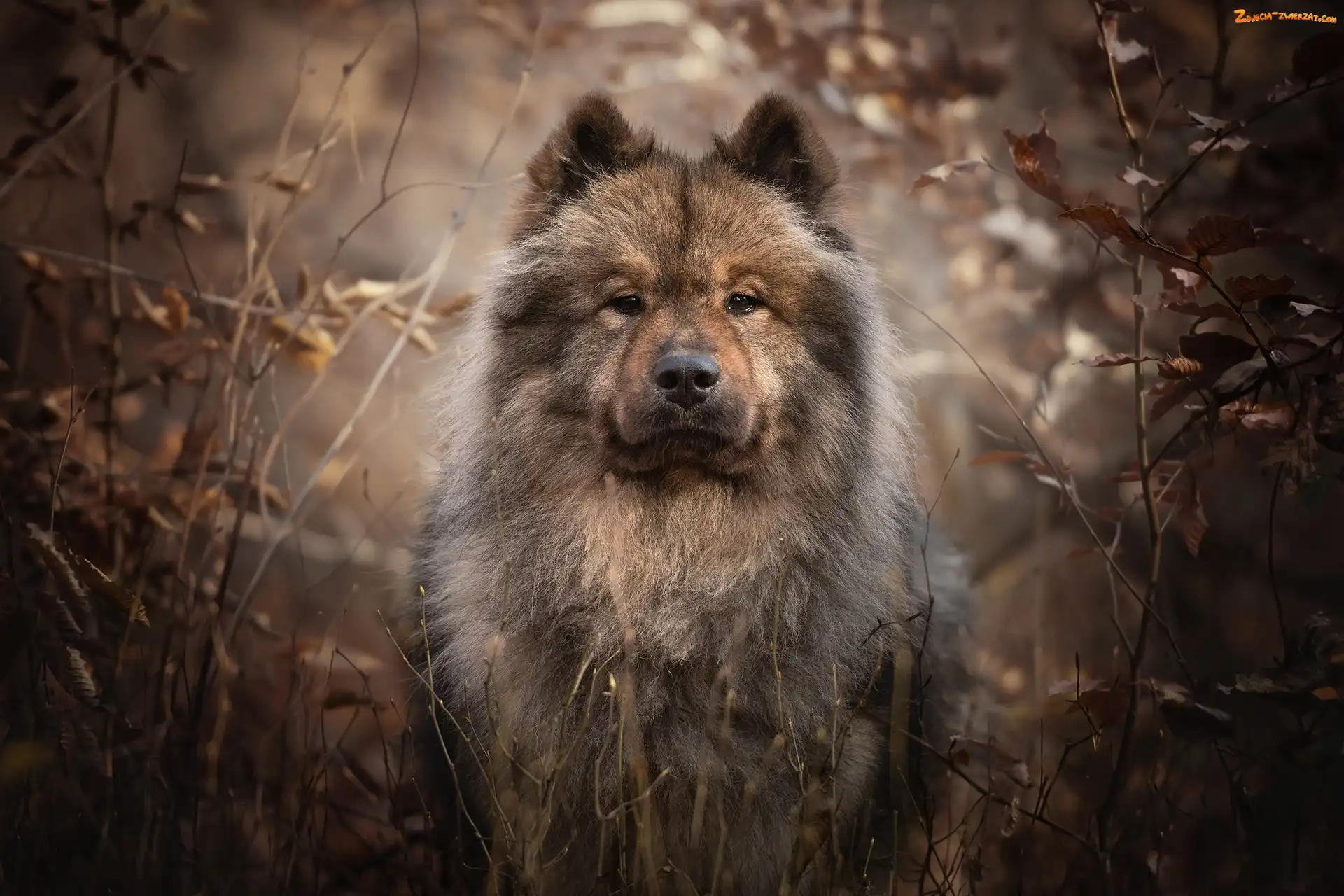 Szpic Eurasier, Gałęzie, Pies, Spojrzenie