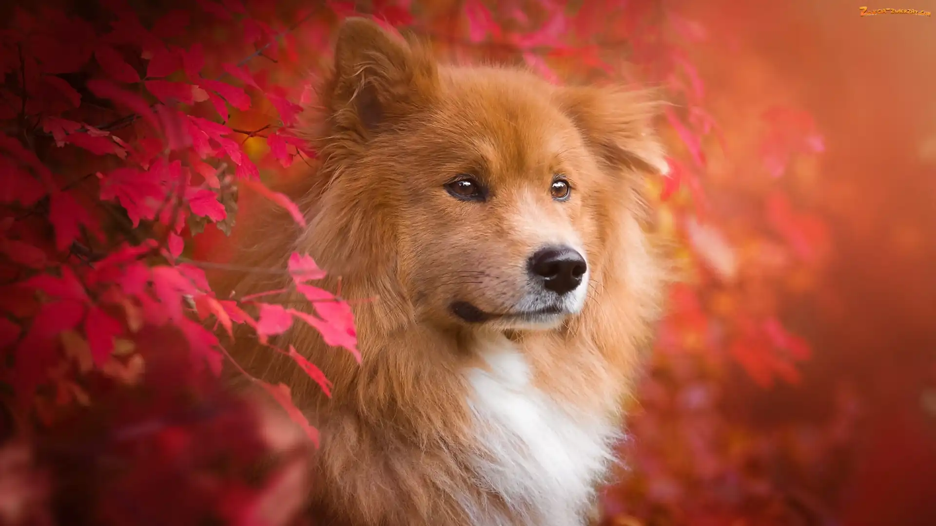 Szpic eurasier, Liście, Pies, Czerwone