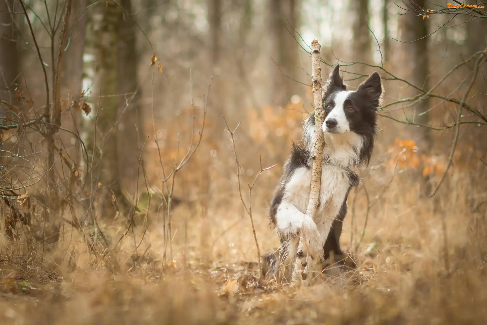 Sztuczka, Las, Border Collie, Pies, Jesień