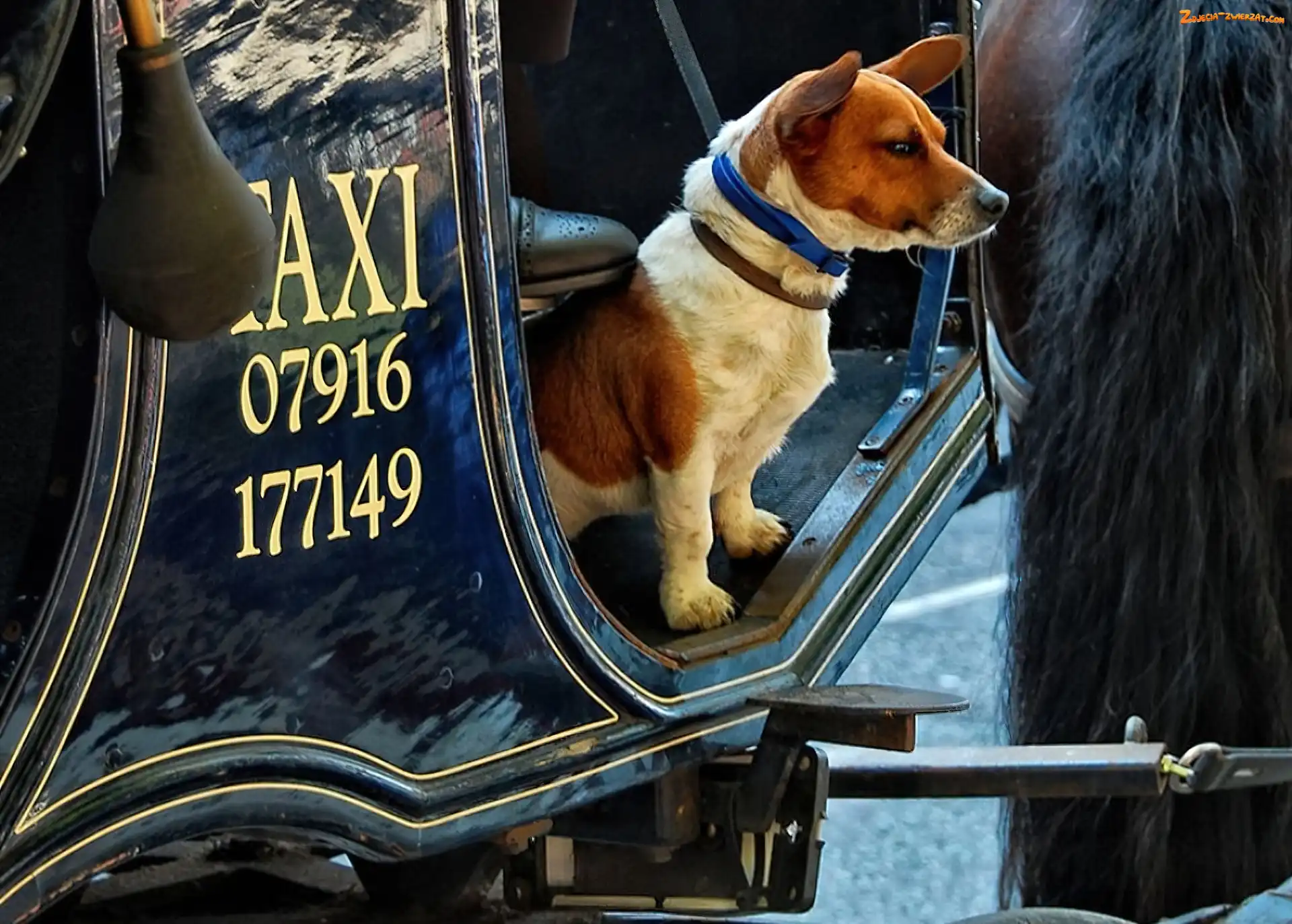 Pies, Taxi, Konia, Ogon