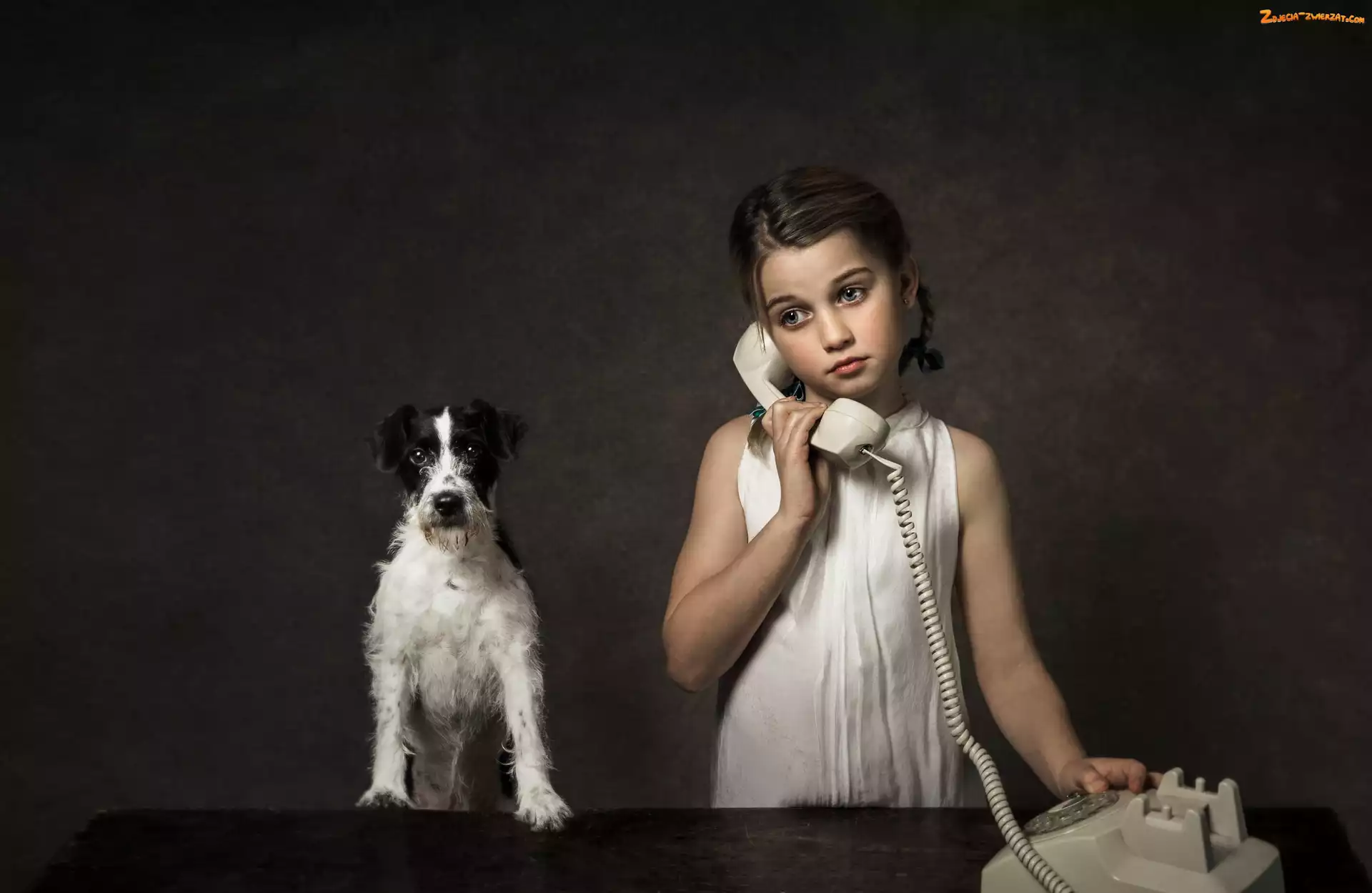 Telefon, Parson Russell terrier, Dziewczynka, Pies
