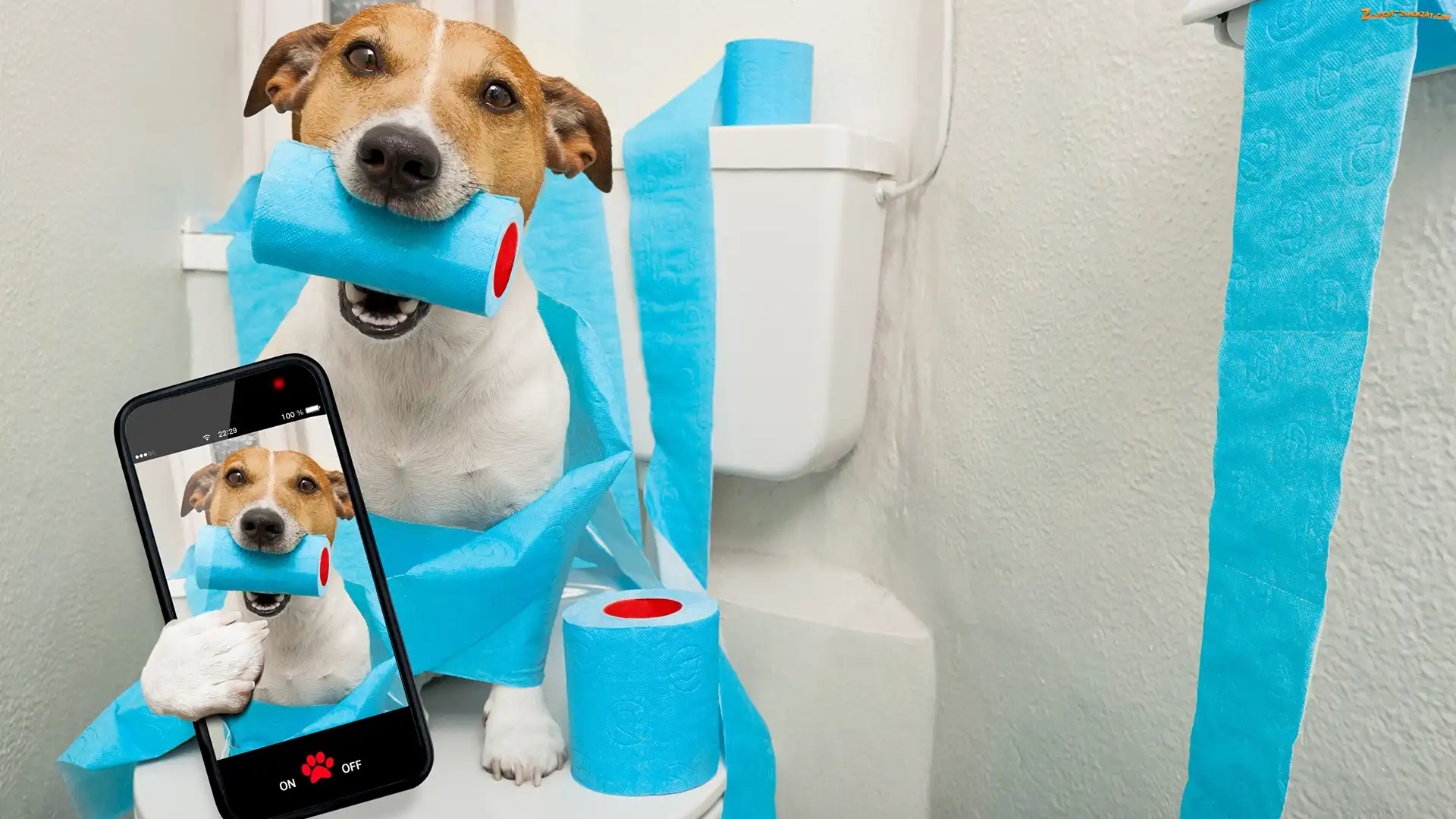 Selfie, Telefon, Jack russell terrier, Pies, Papier toaletowy