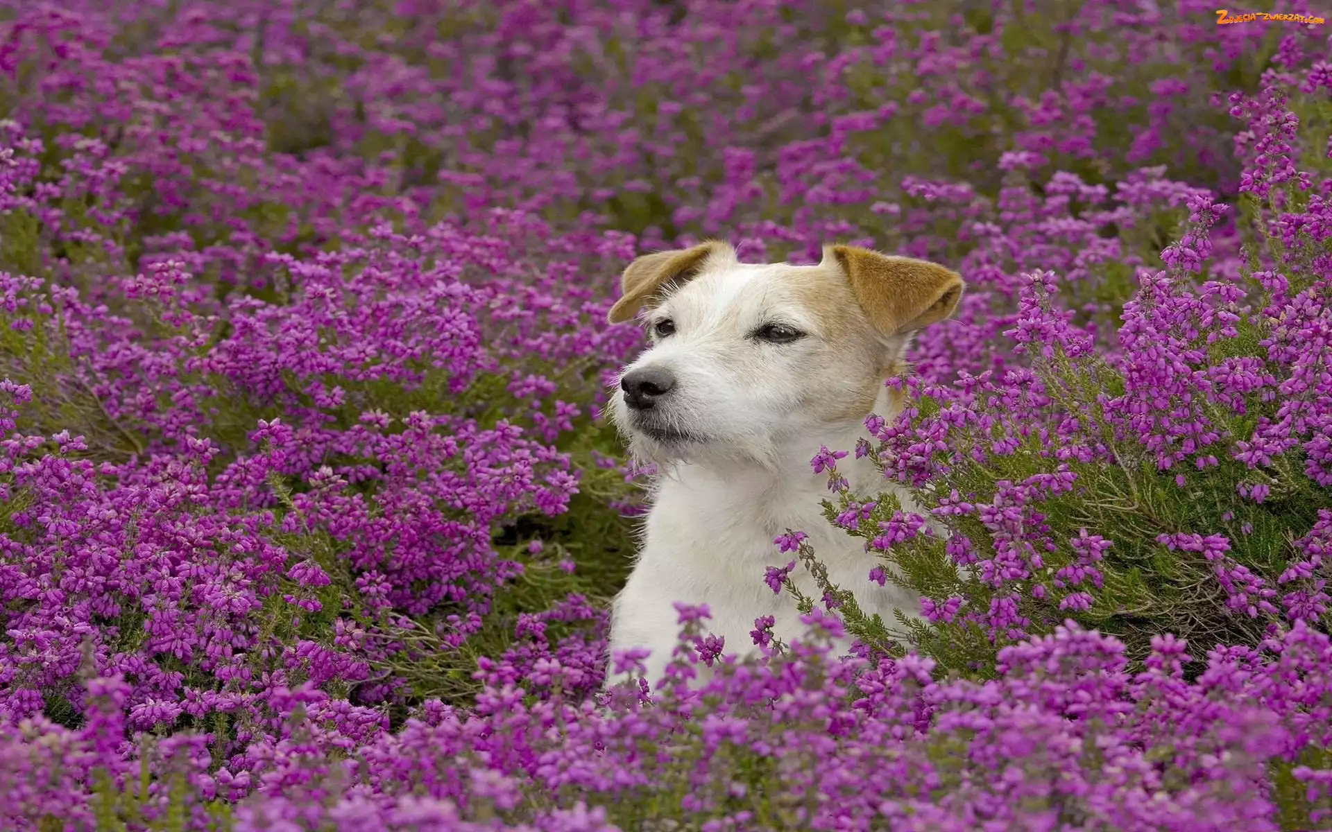 Terrier, Russell, Kwiaty, Łąka, Jack