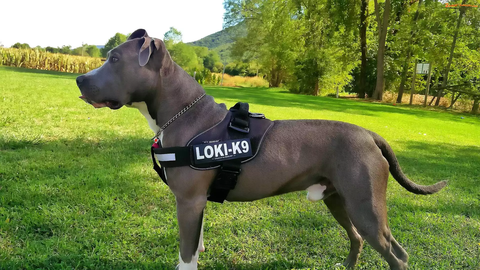 Terrier, Niebieski, Amerykański, Amstaff, Stafford
