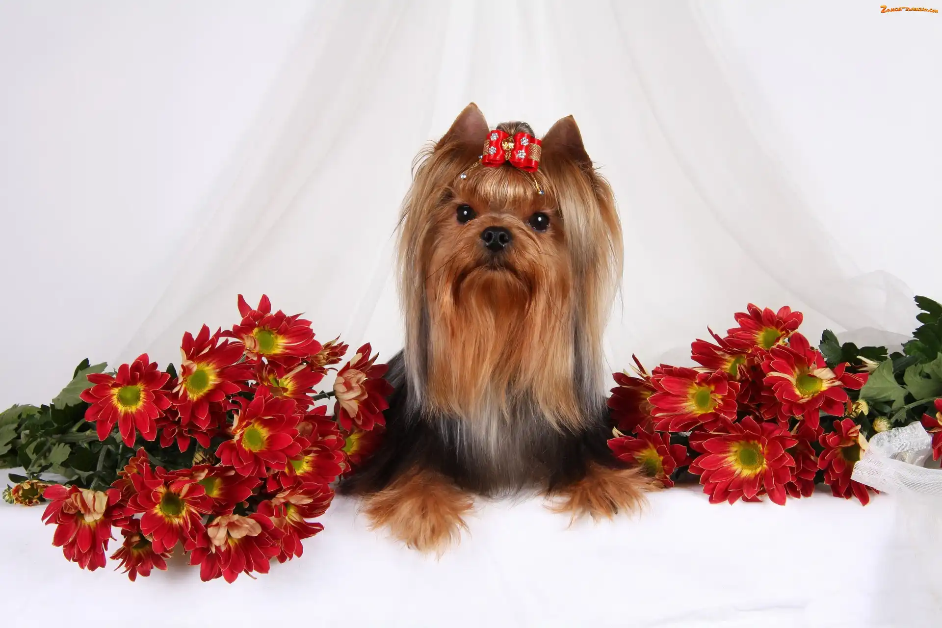 Chryzantemy, Terrier, Kokardka