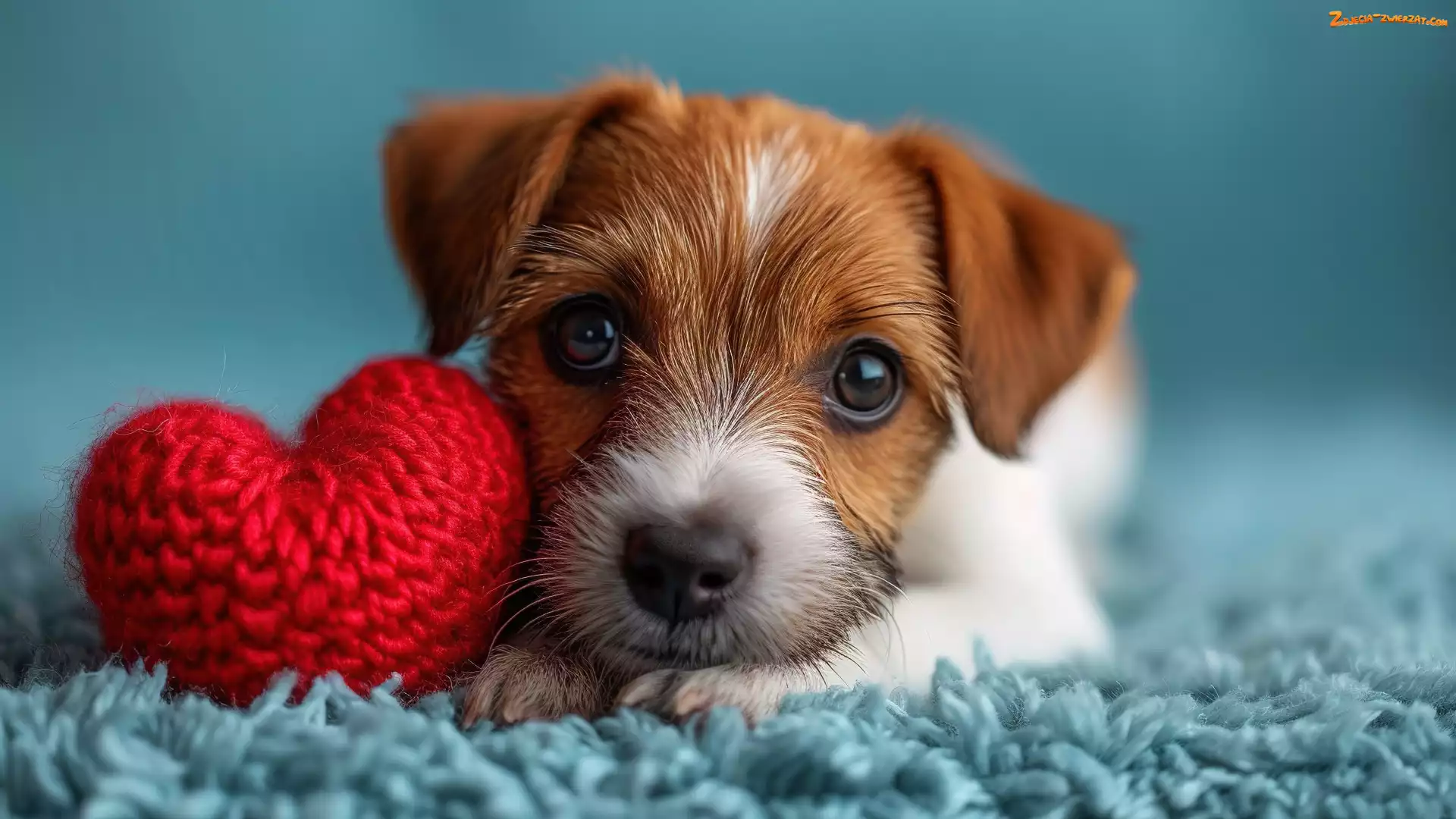 Czerwone, Jack Russell terrier, Serce, Pies, Szczeniak