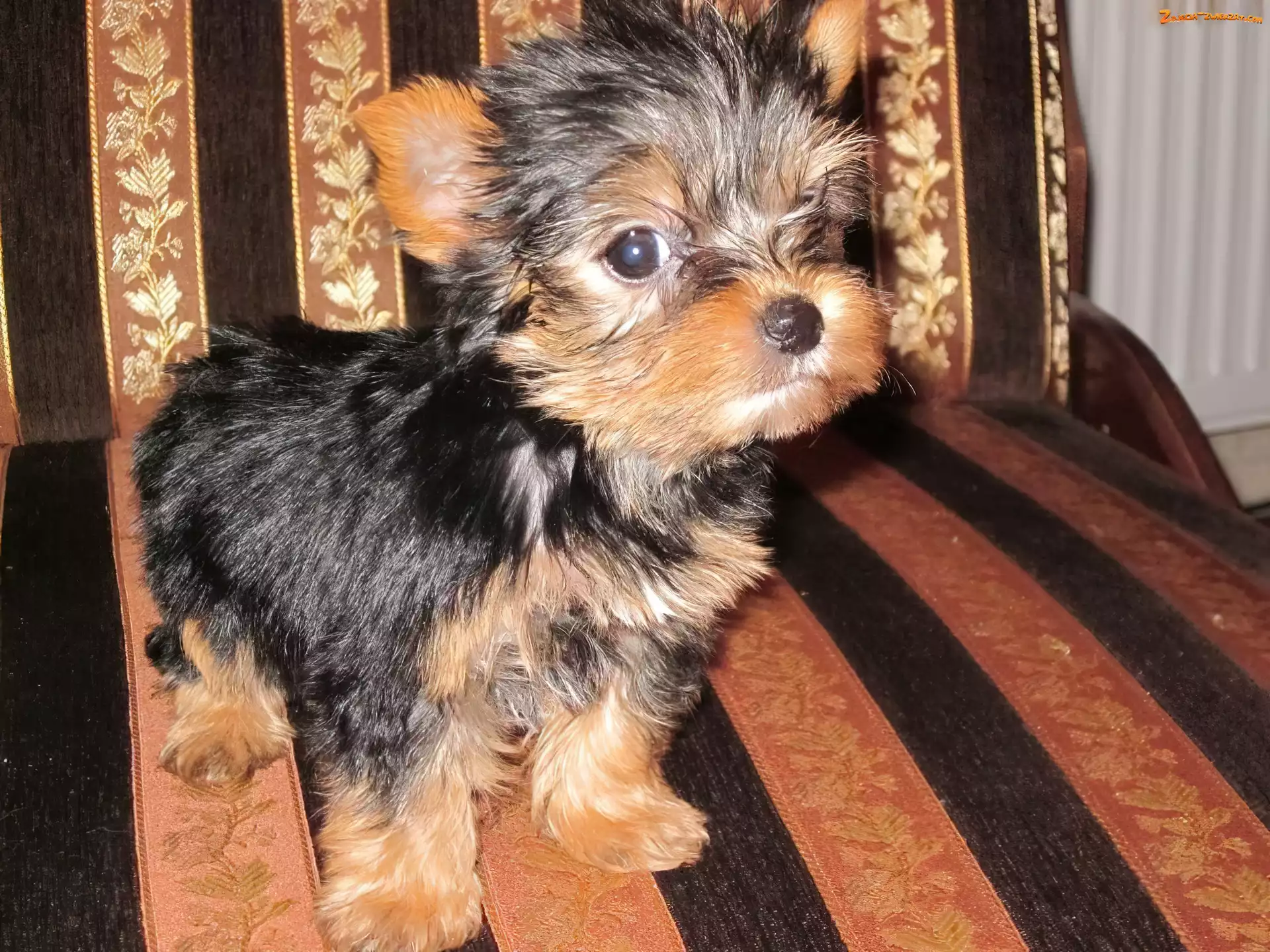 Kanapa, Yorkshire Terrier
