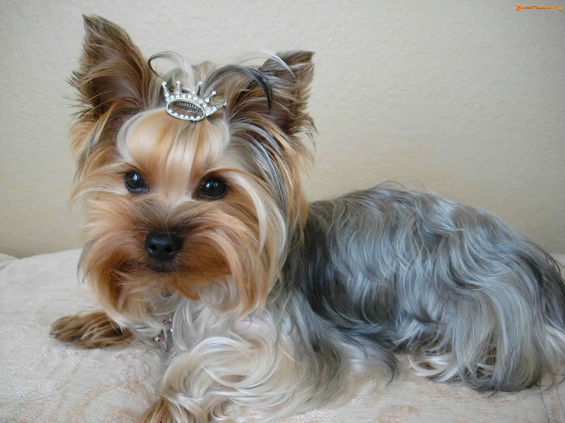 Korona, Yorkshire Terrier