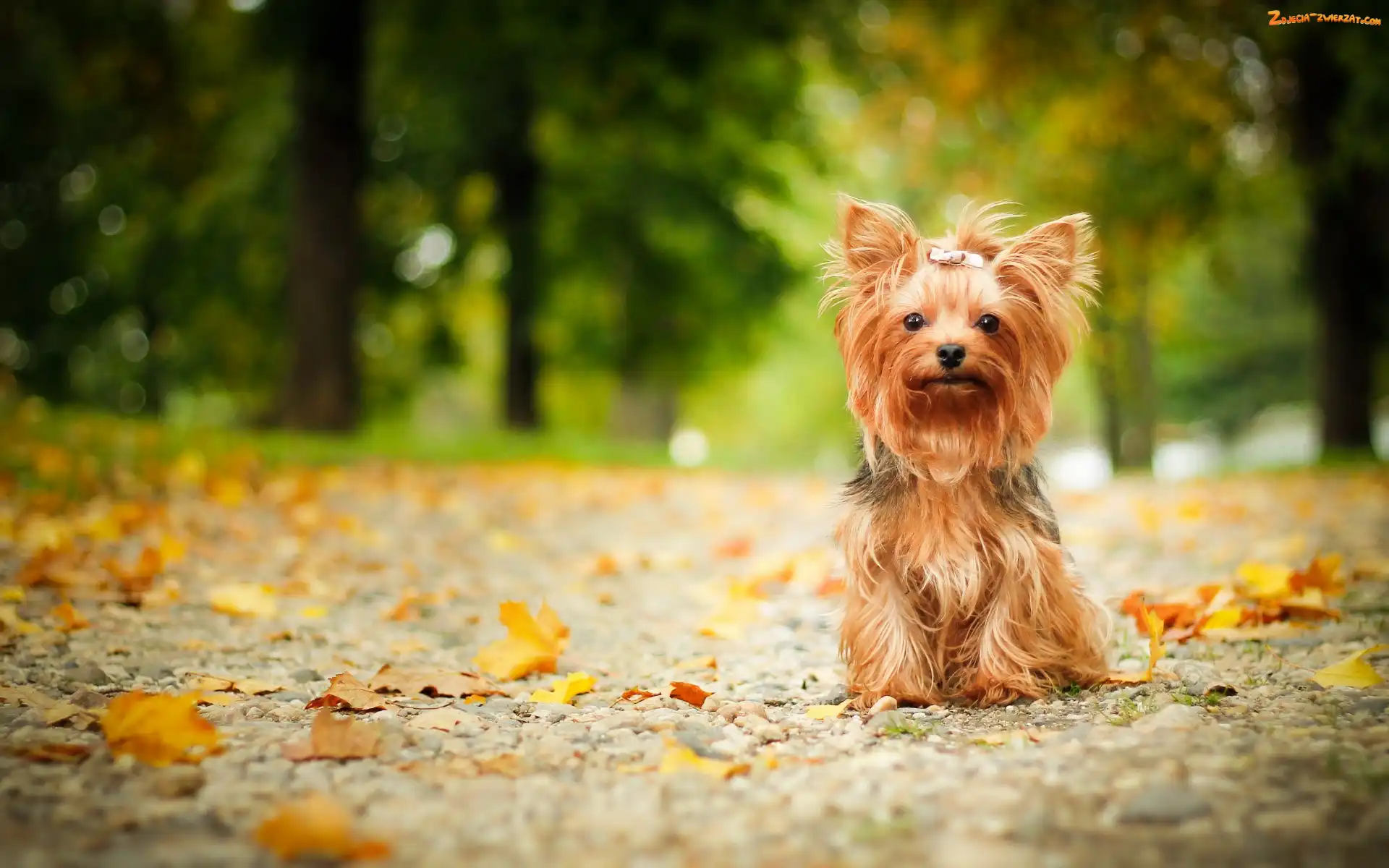 Yorkshire terrier, Liście