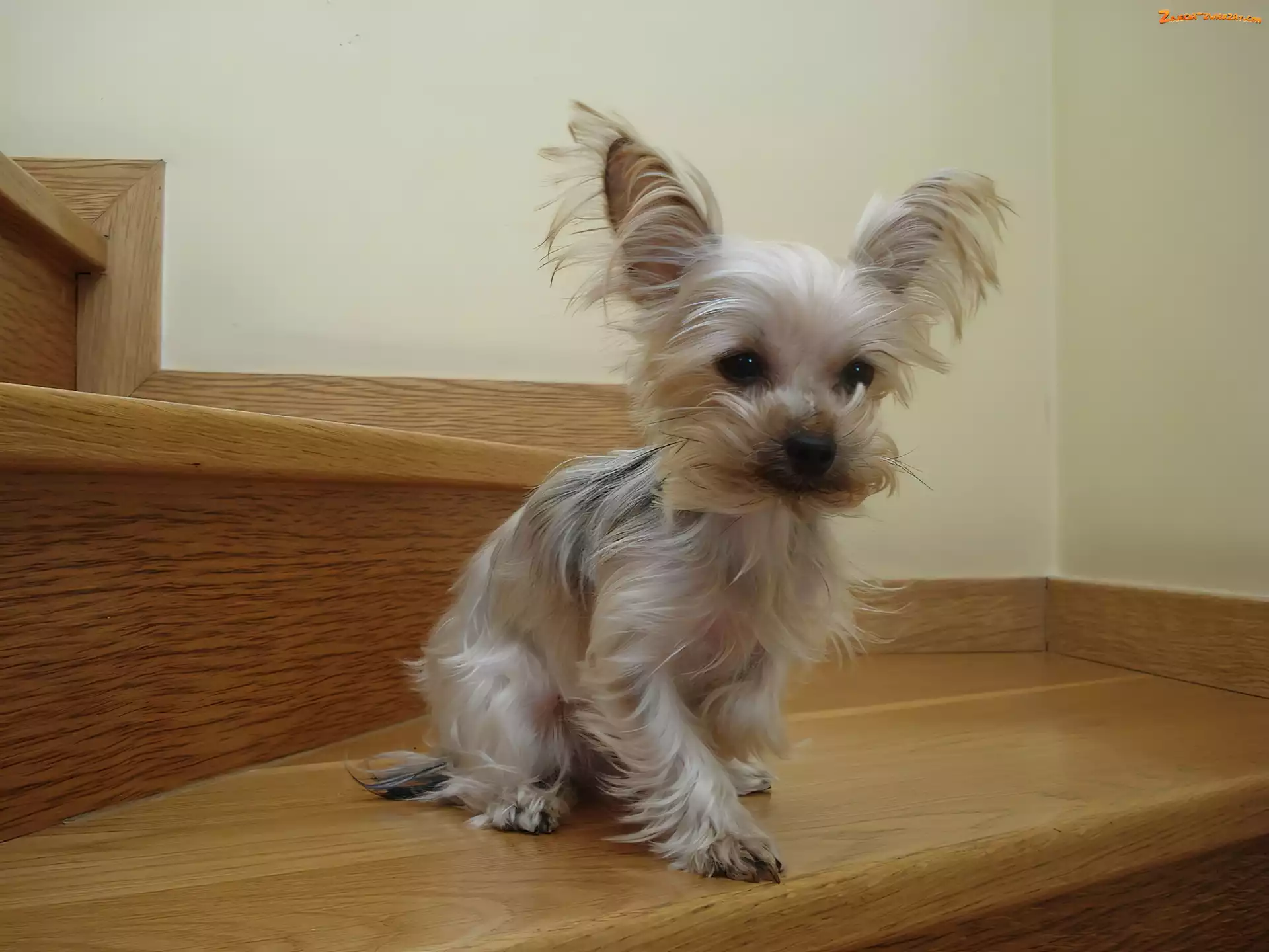 Schody, Yorkshire Terrier