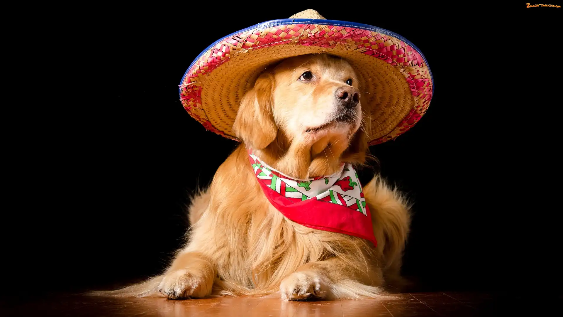 Ciemne tło, Apaszka, Golden retriever, Pies, Kapelusz