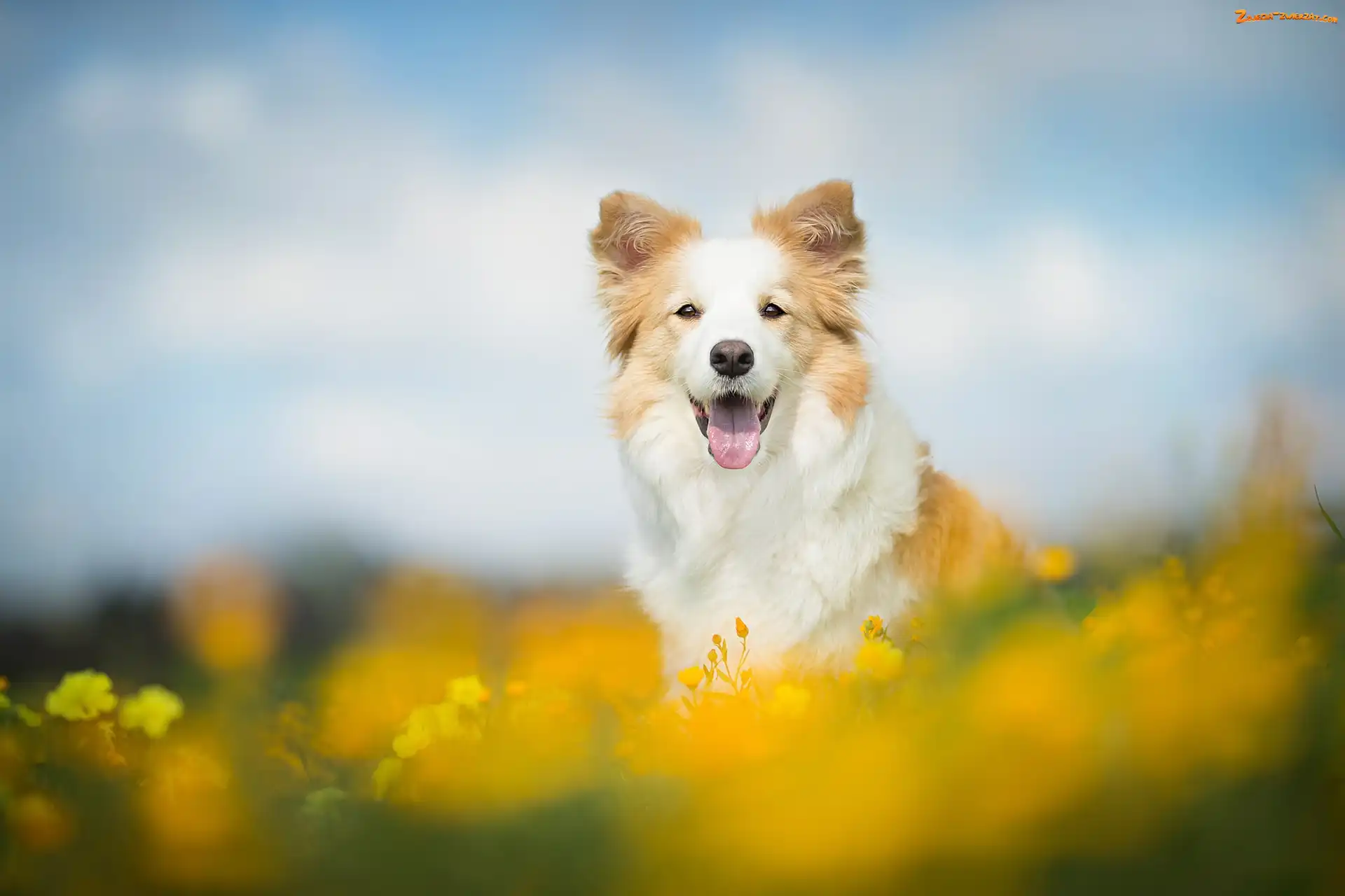 Tło, Rozmyte, Łąka, Border collie, Kwiaty