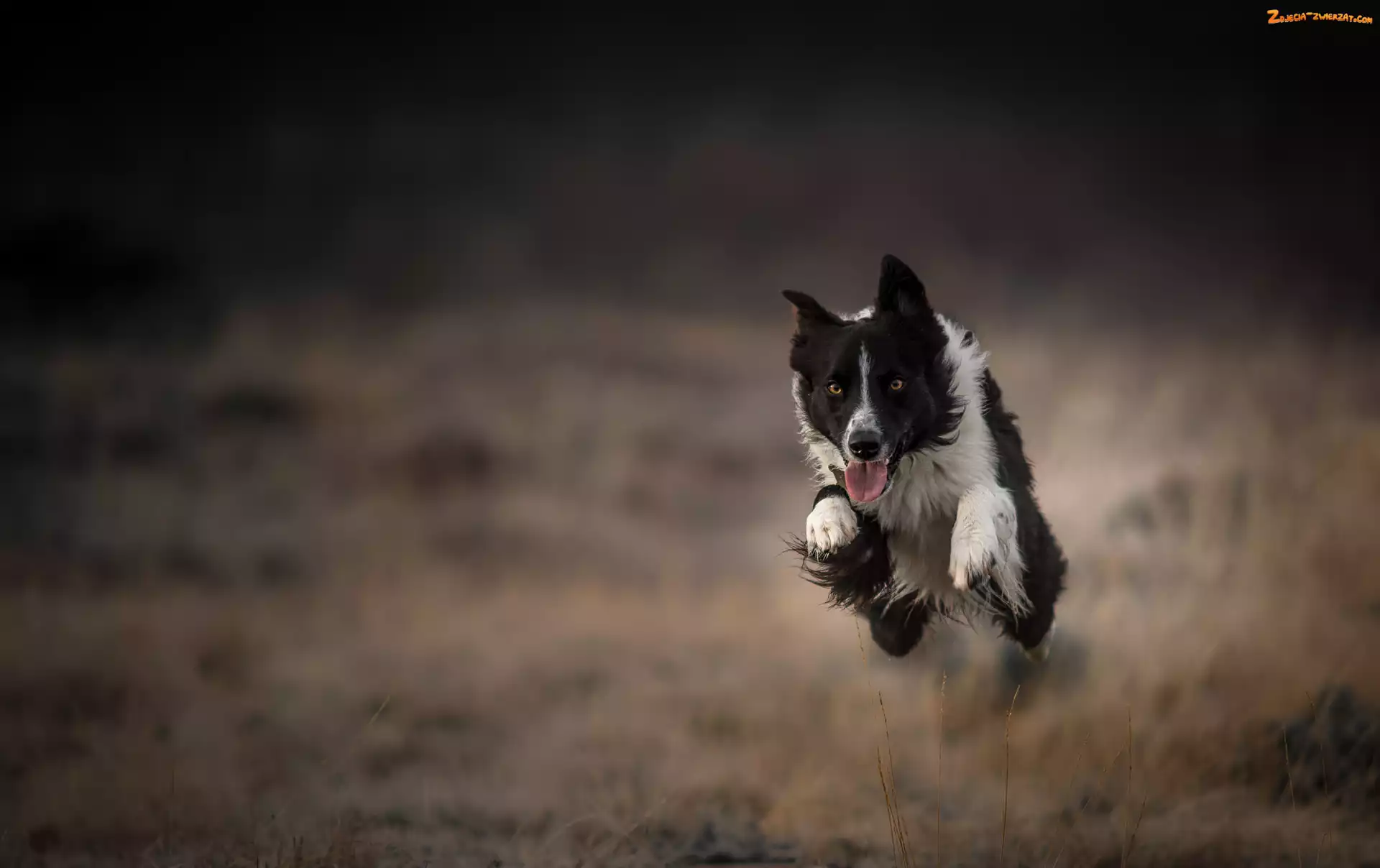 Tło, Rozmyte, Bieg, Border collie, Skok