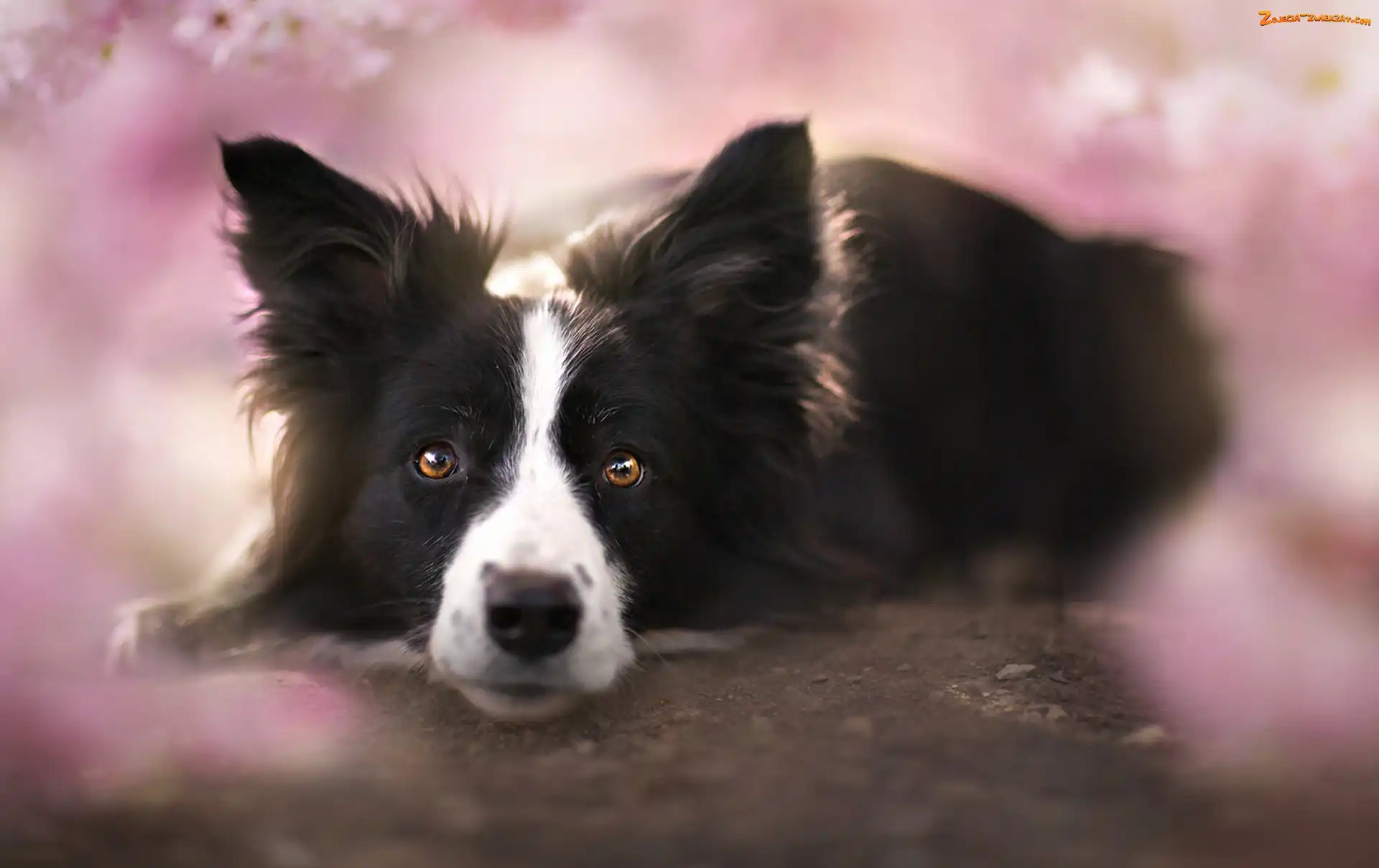 Tło, Border collie, Rozmyte