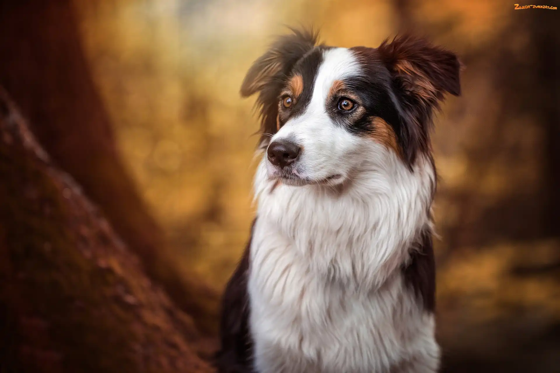 Tło, Border collie, Rozmyte