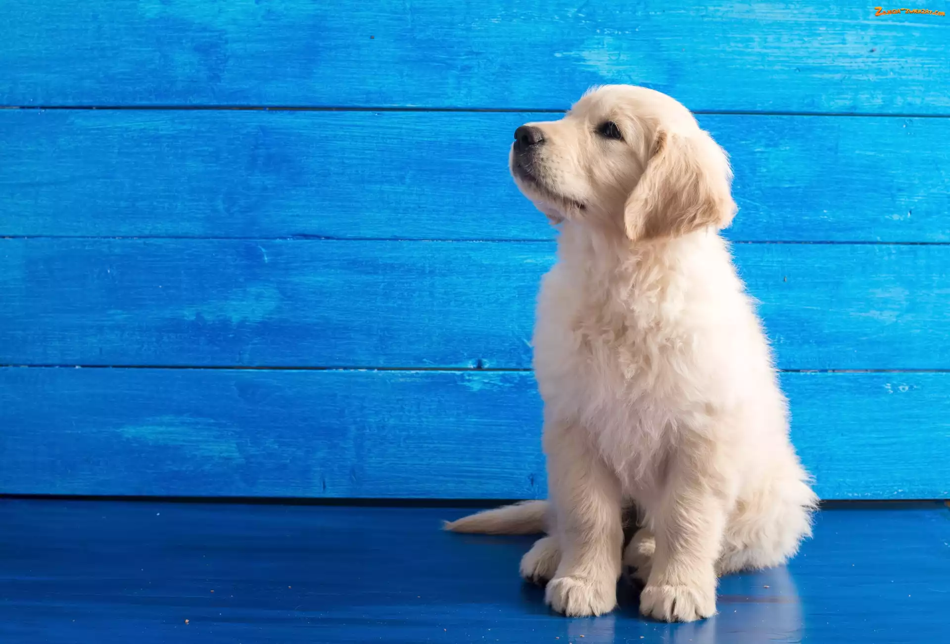 Tło, Niebieskie, Szczeniaczek, Słodki, Golden retriever