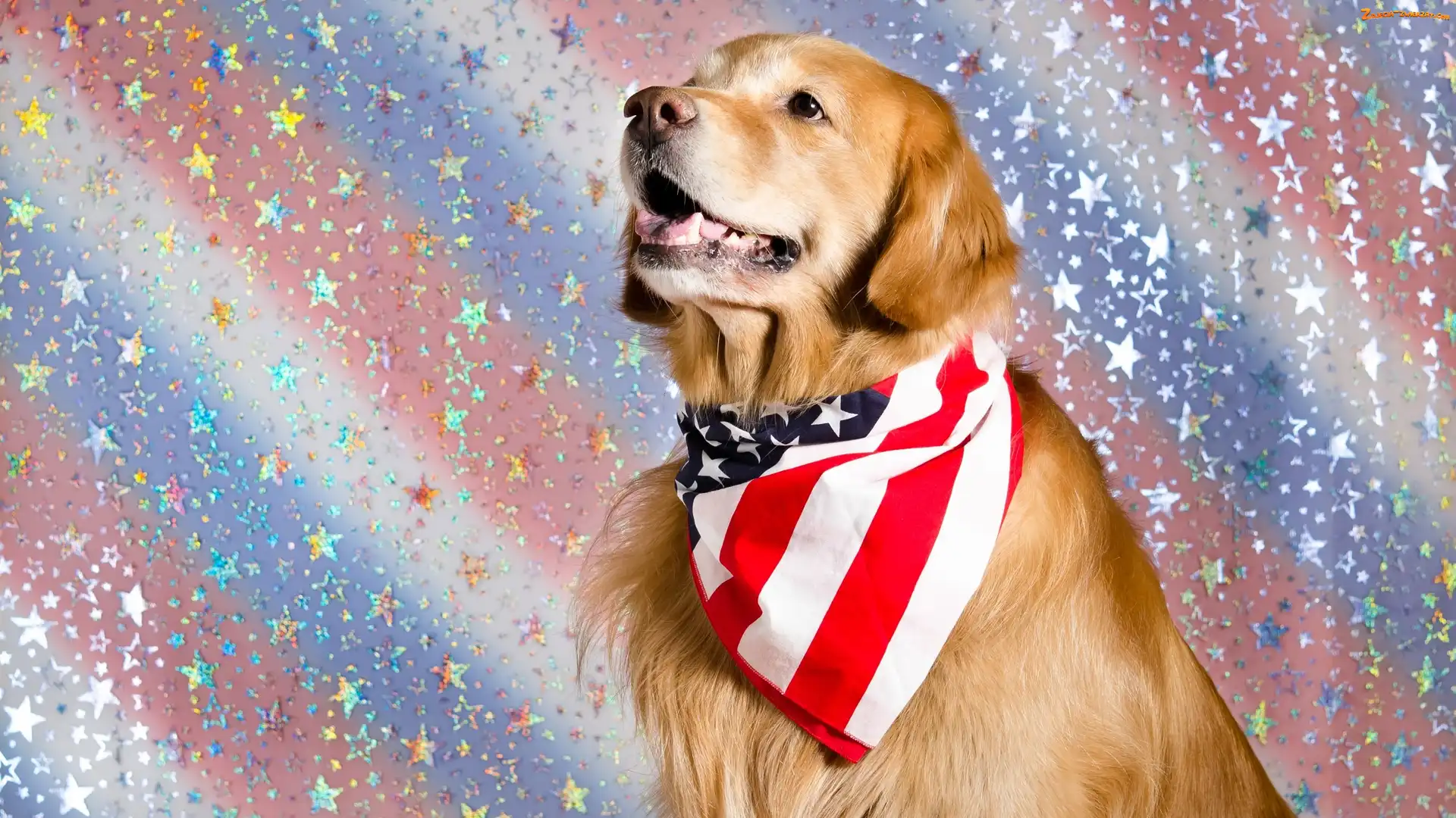 Kolorowe tło, Chusta, Golden retriever, Pies, Mordka
