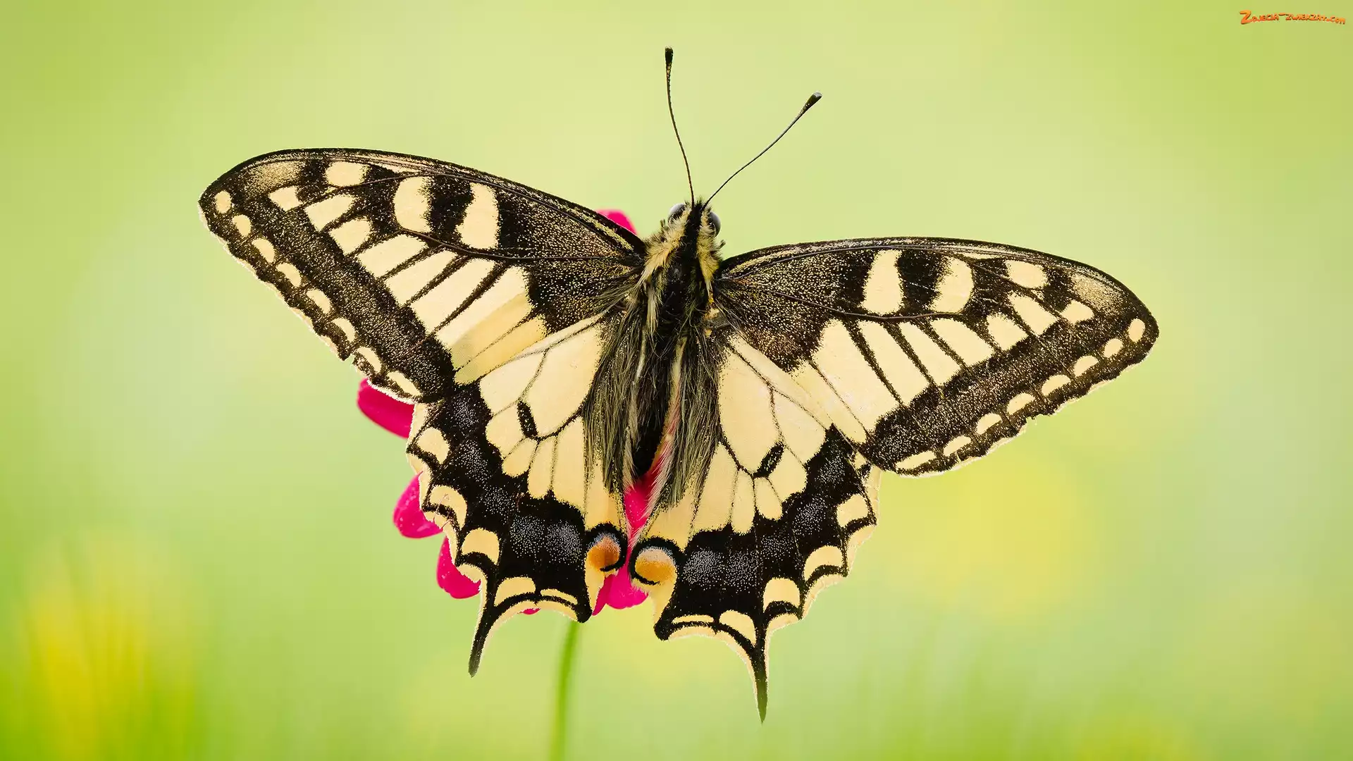 Tło, Zielone, Paź królowej, Motyl, Makro