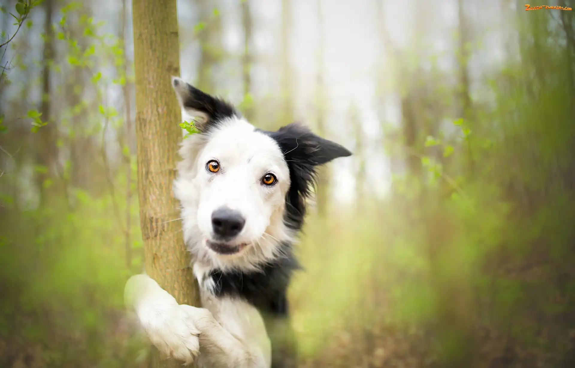 Tło, Rozmyte, Border collie, Pies, Drzewo