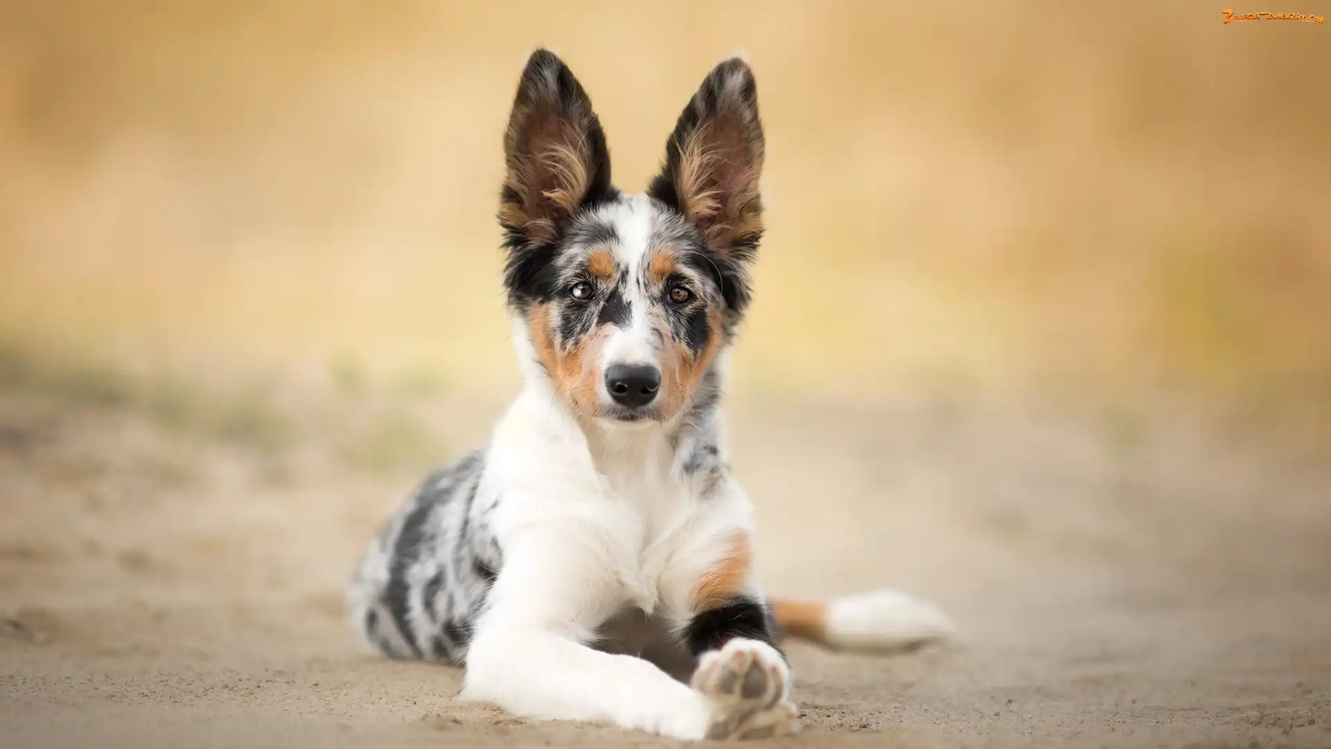 Tło, Rozmyte, Border collie, Pies, Mordka