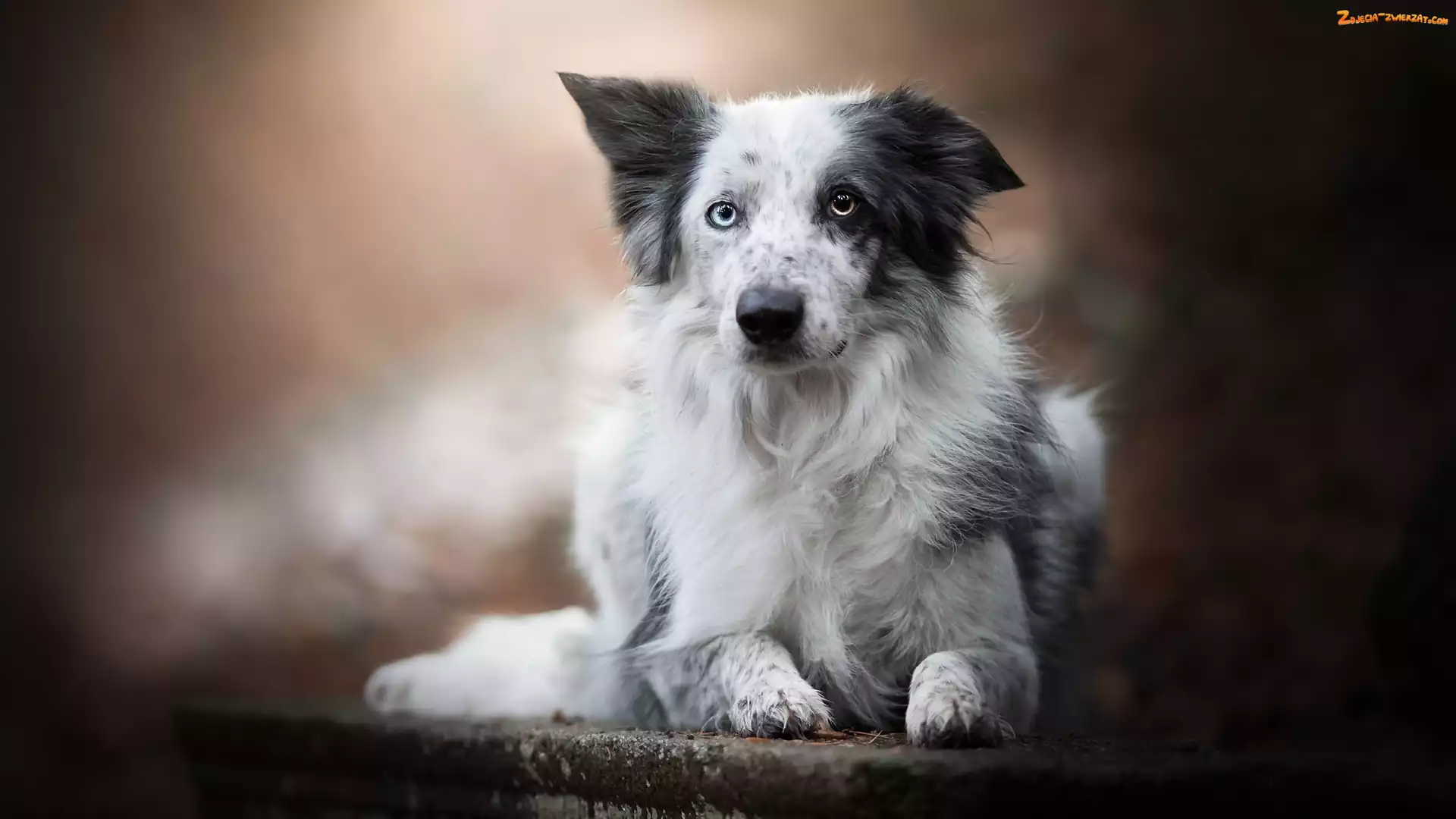 Tło, Rozmyte, Border collie, Pies, Murek