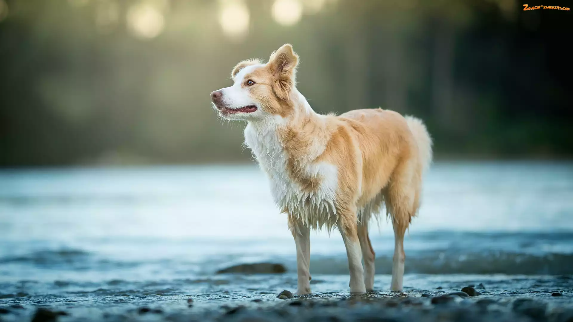 Tło, Rozmyte, Border collie, Pies, Woda