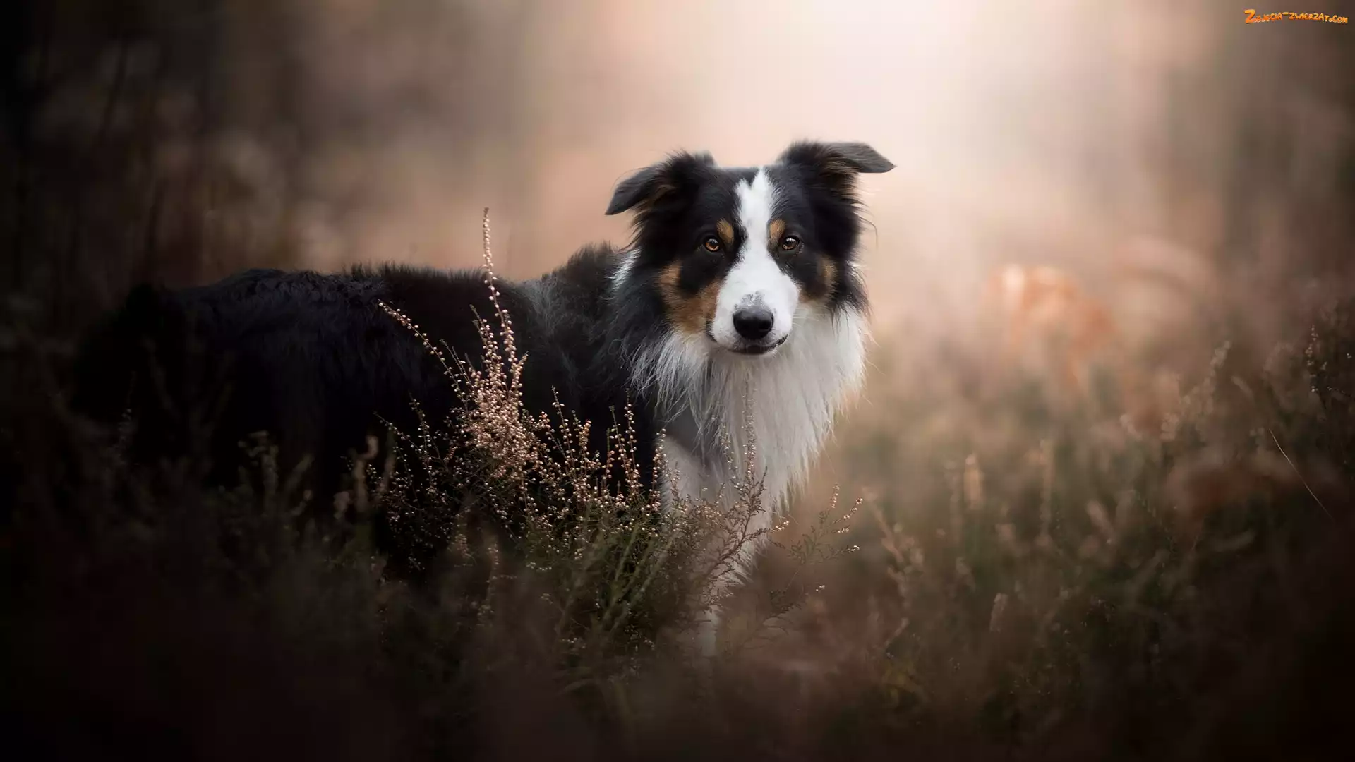 Tło, Rozmyte, Border collie, Pies, Wrzosy