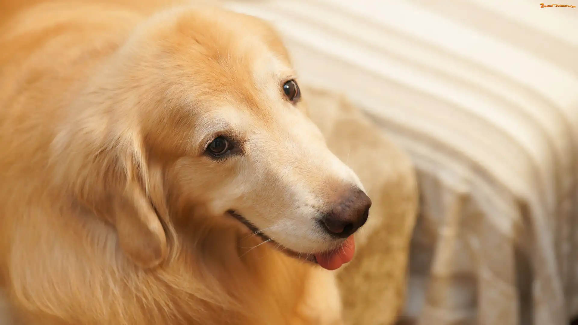 Tło, Rozmyte, Golden retriever, Pies, Zbliżenie