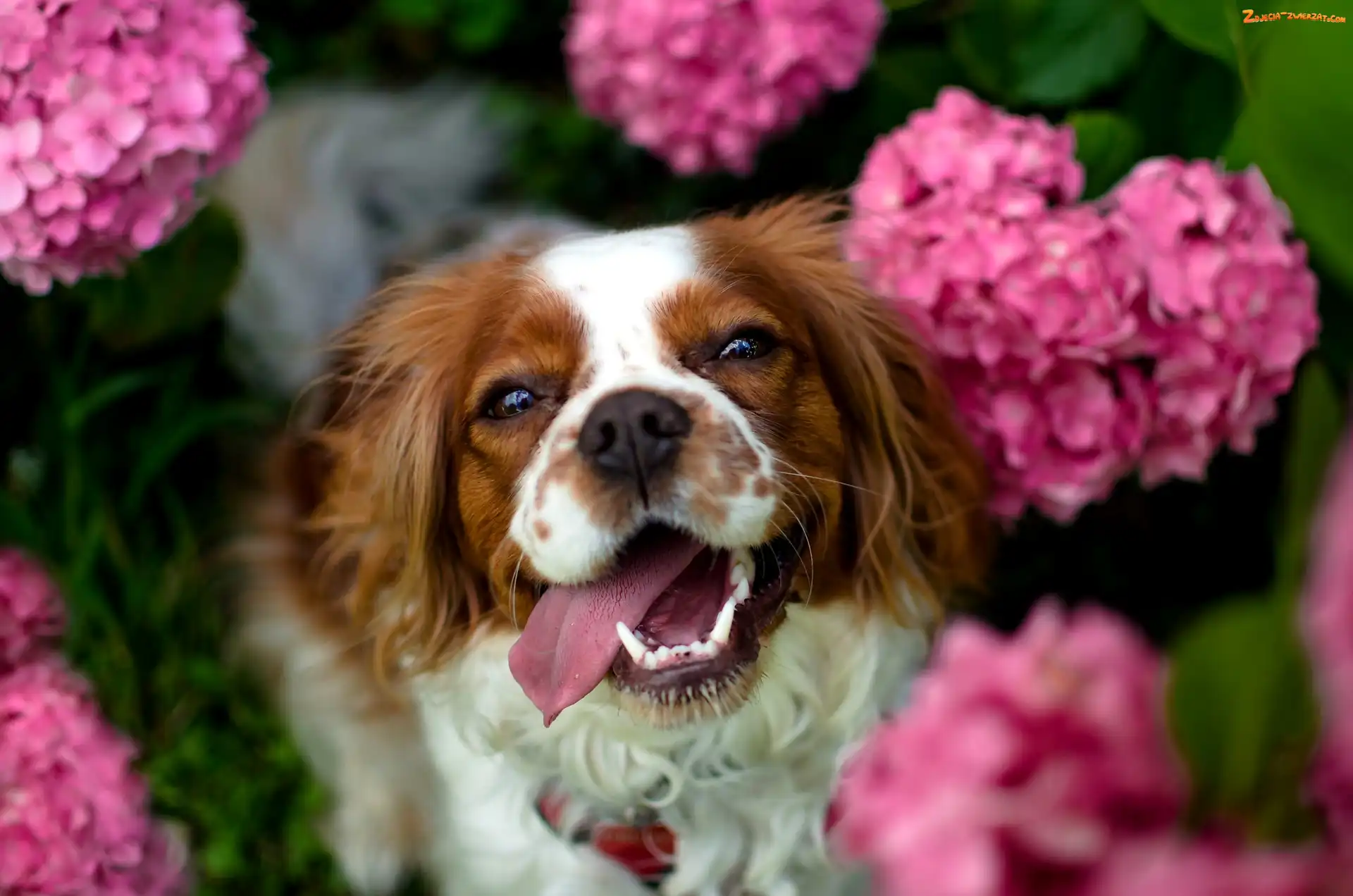Tło, Rozmyte, Różowe, Springer spaniel walijski, Hortensje