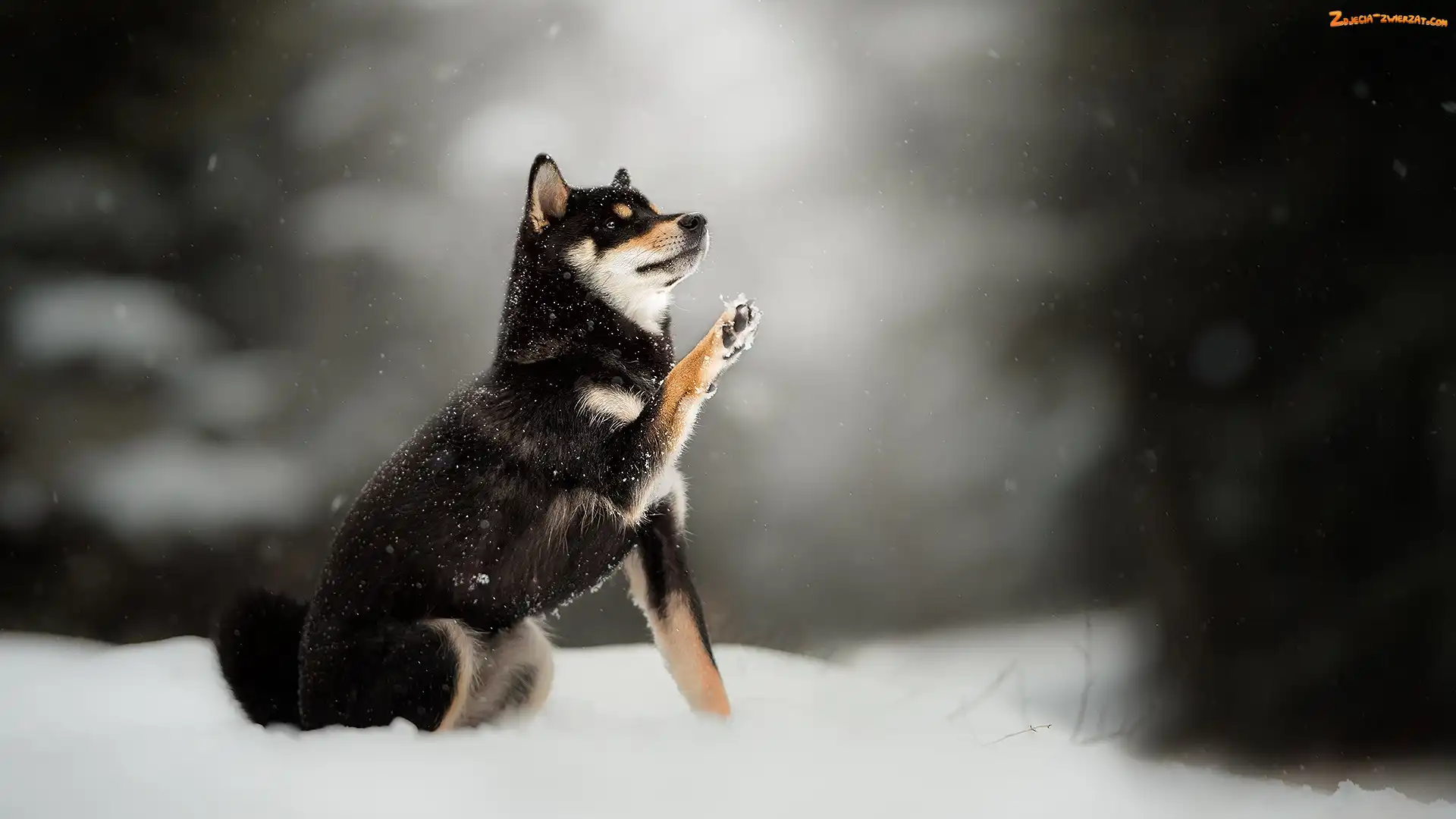 Tło, Rozmyte, Shiba inu, Pies, Śnieg