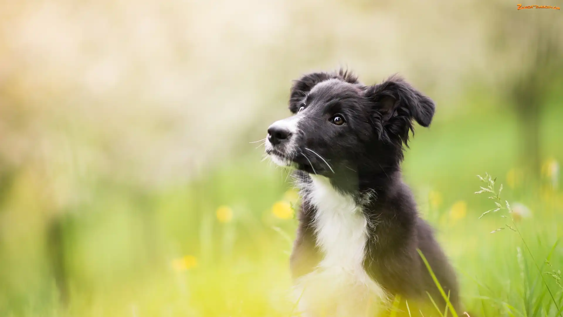 Rozmyte tło, Łąka, Szczeniak, Pies, Border collie