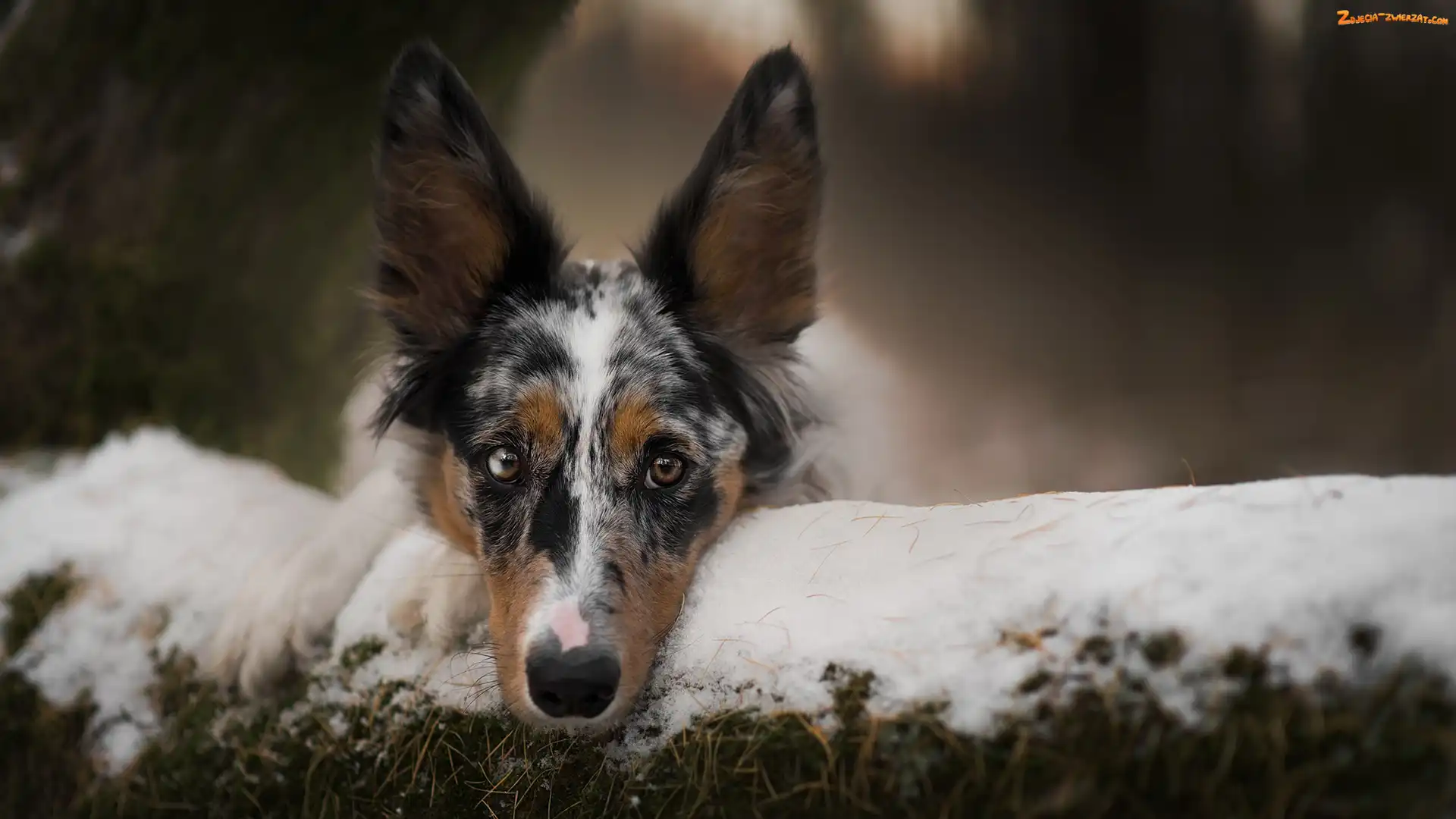 Rozmyte tło, Śnieg, Border collie, Pies, Mordka