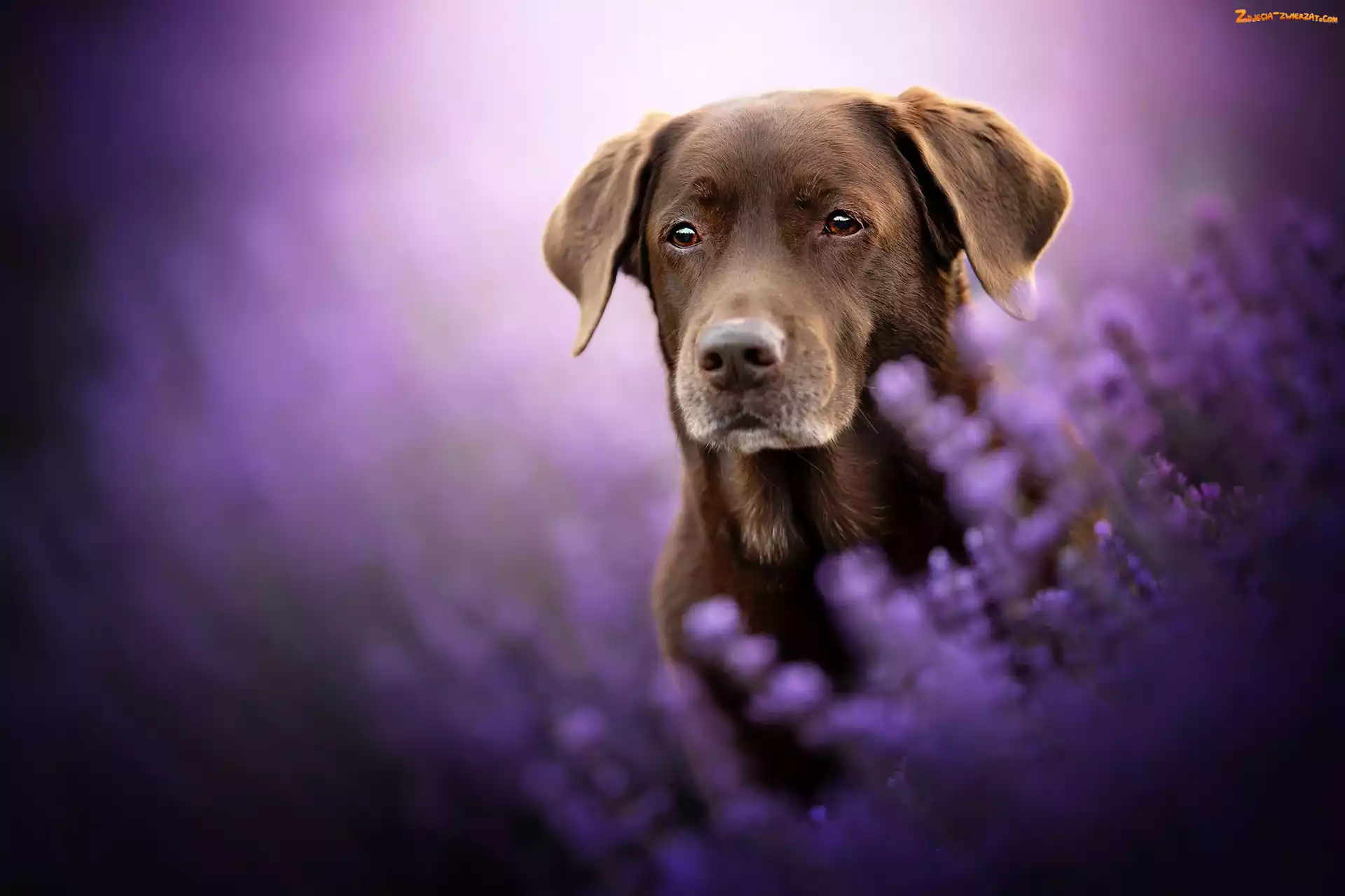 Rozmyte tło, Lawenda, Pies, Brązowy, Labrador retriever