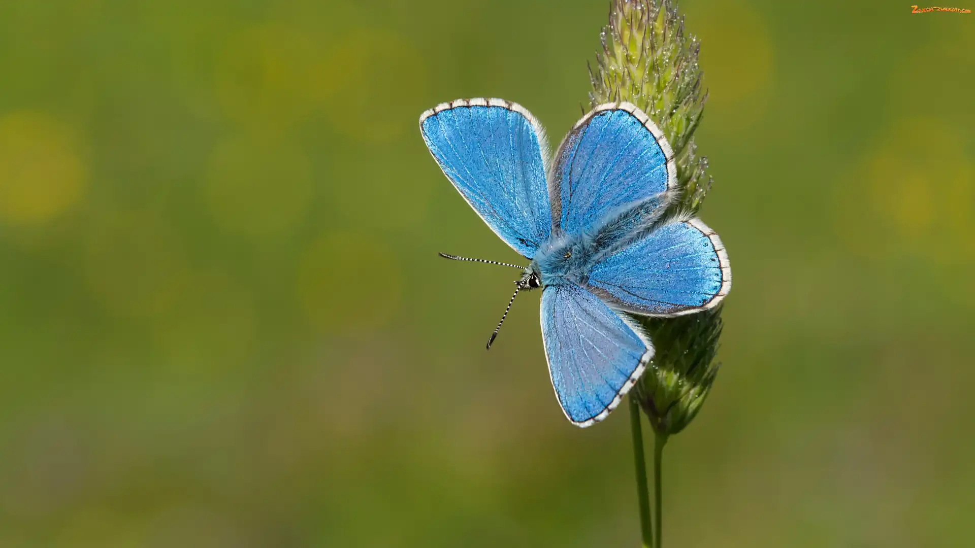 Zielone tło, Trawa, Modraszek ikar, Motyl, Źdźbło