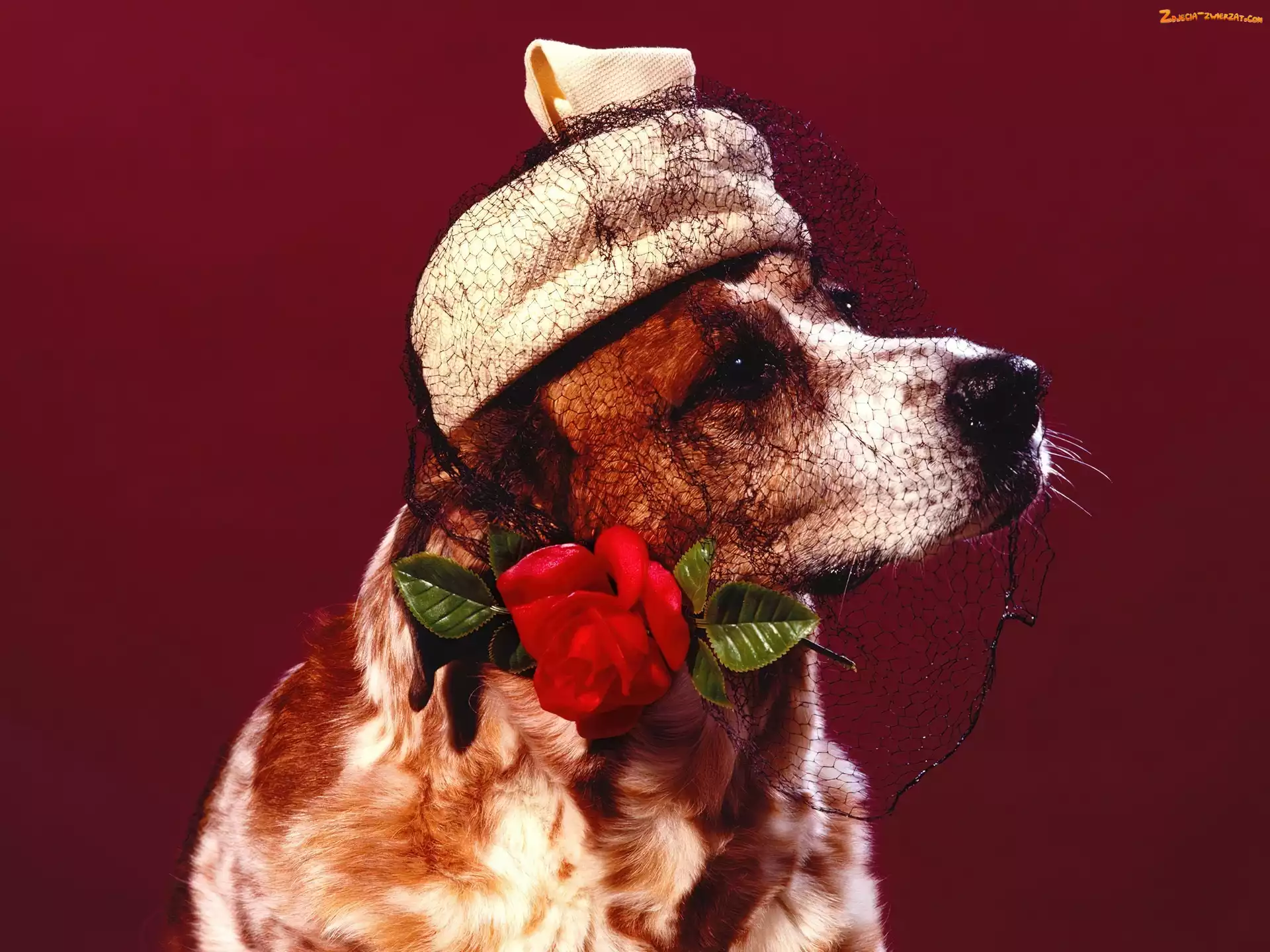 Woalka, Cocker spaniel angielski, Toczek, Róża