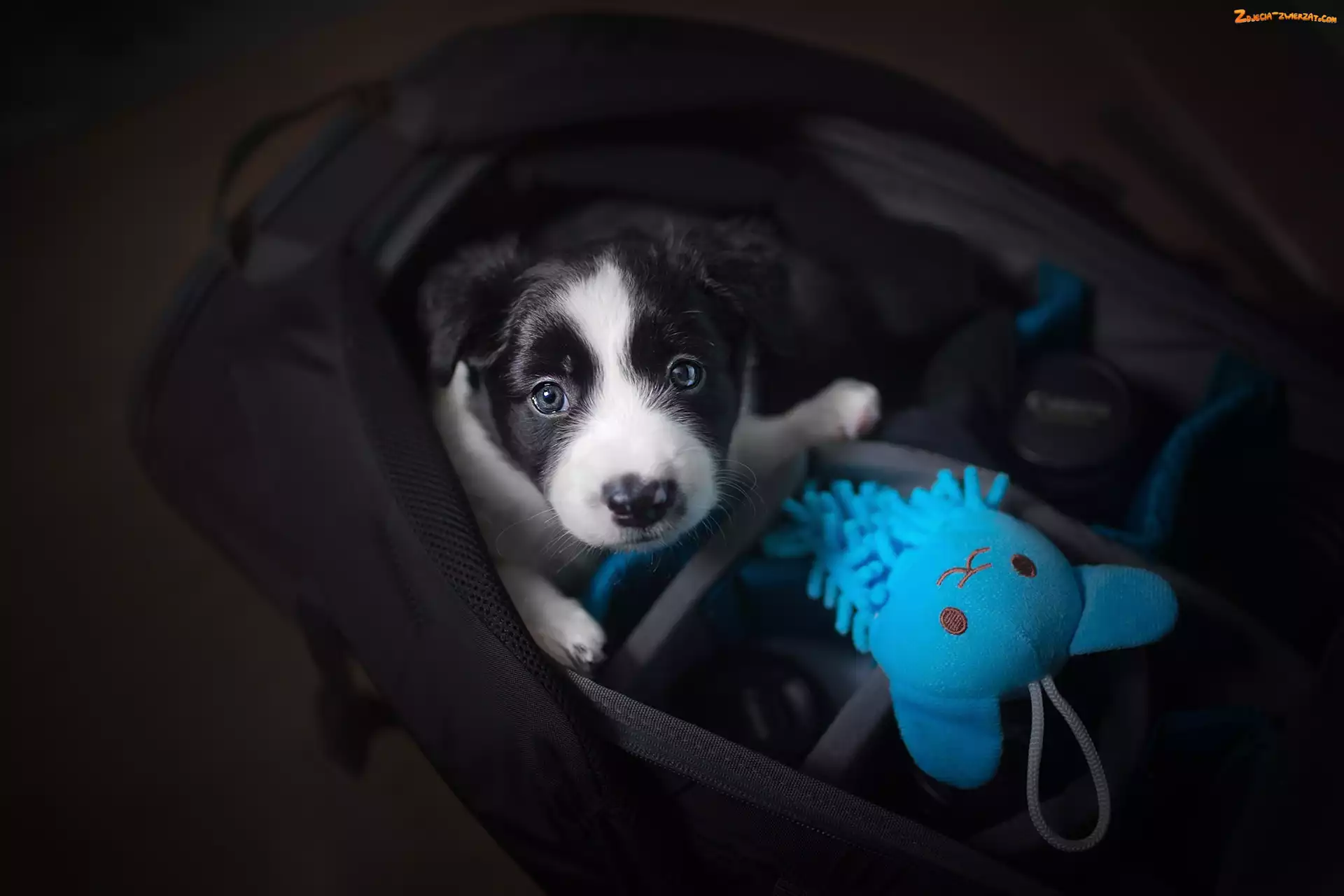 Szczeniak, Torba, Zabawka, Niebieska, Pies, Border collie
