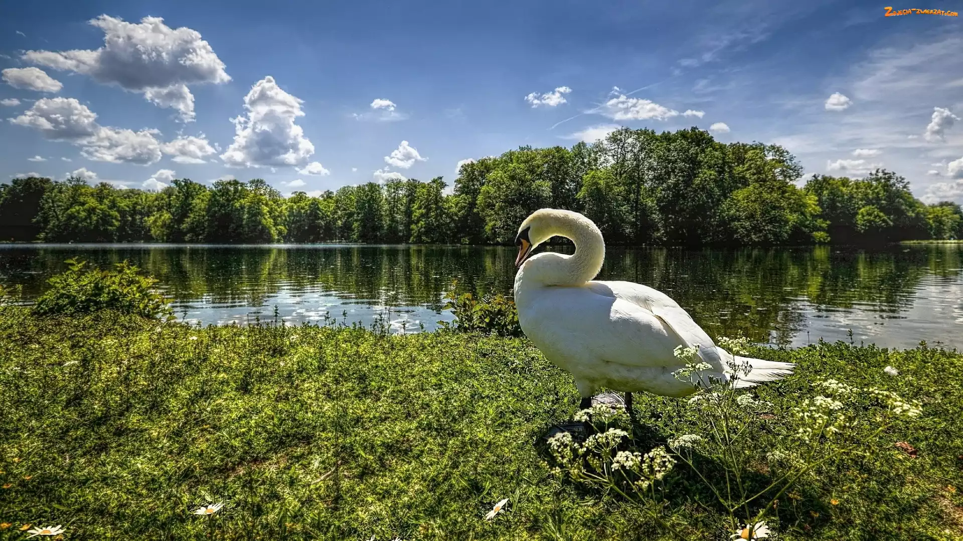 Trawa, Drzewa, Rzeka, Łabędź, Łąka