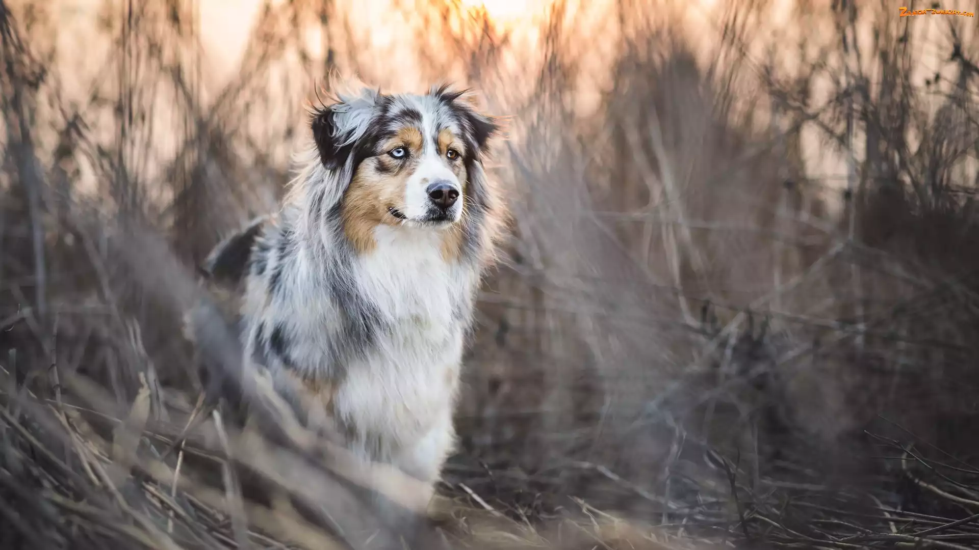 Trawa, Owczarek australijski, Australian shepherd