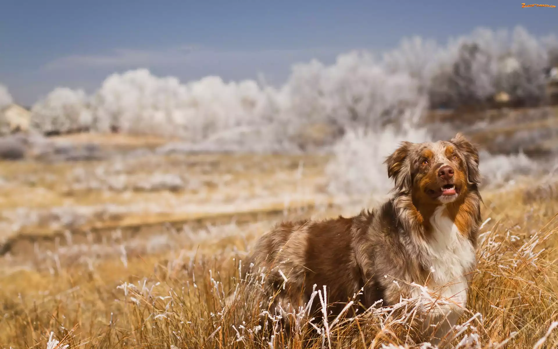 Trawa, Owczarek australijski, Australian shepherd