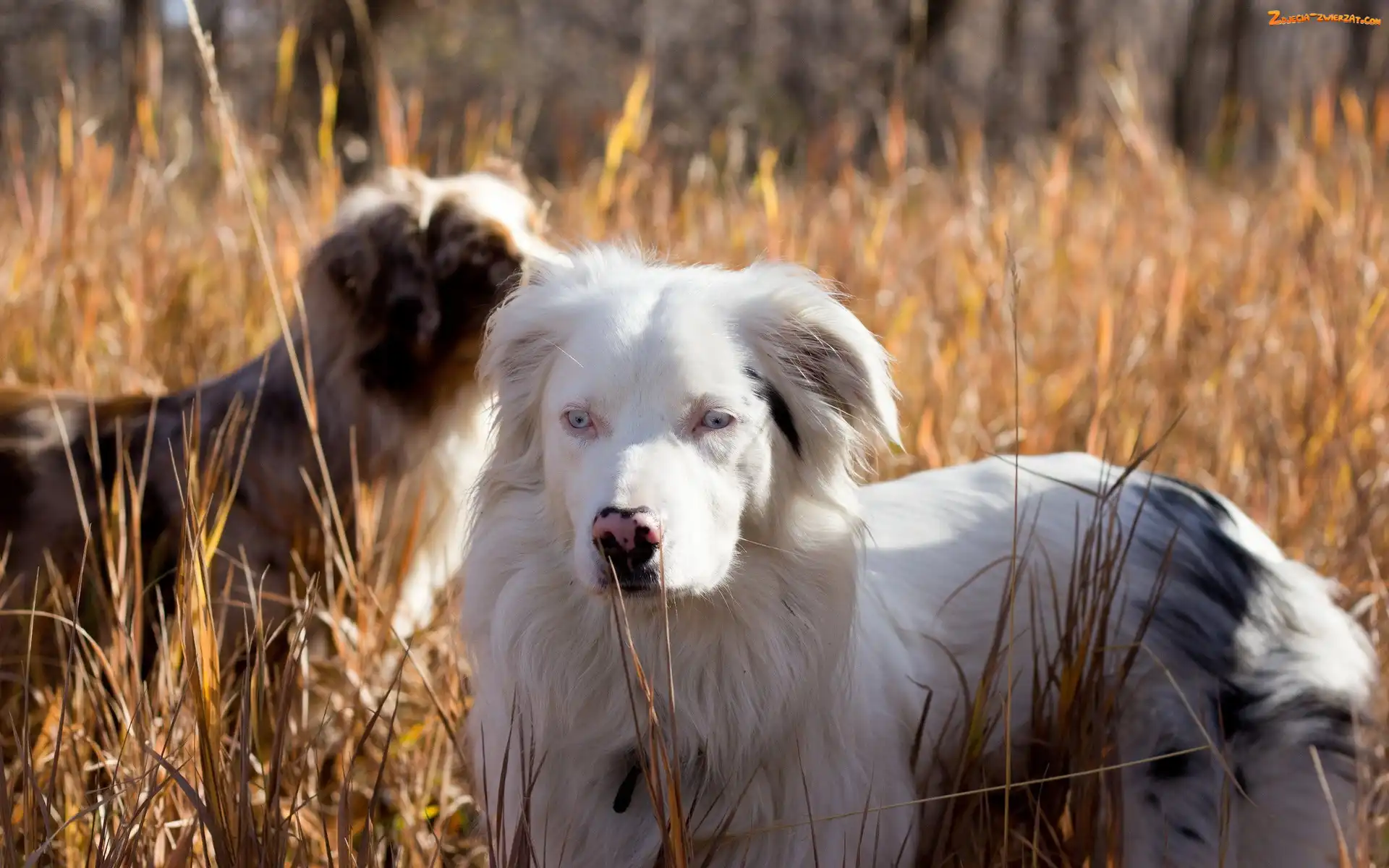 Trawa, Owczarki australijskie - australian shepherd